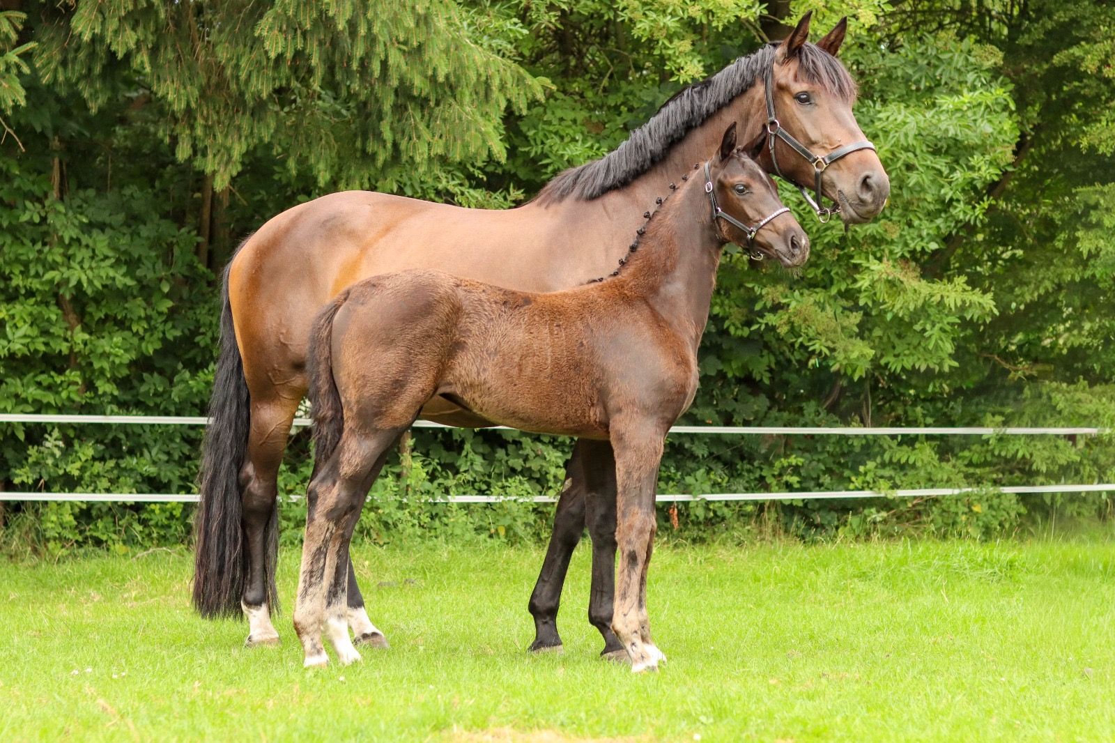 kwpn dressuurpaard merrie 0 Jahre alt donkerbruin zu verkaufen - Foto 4
