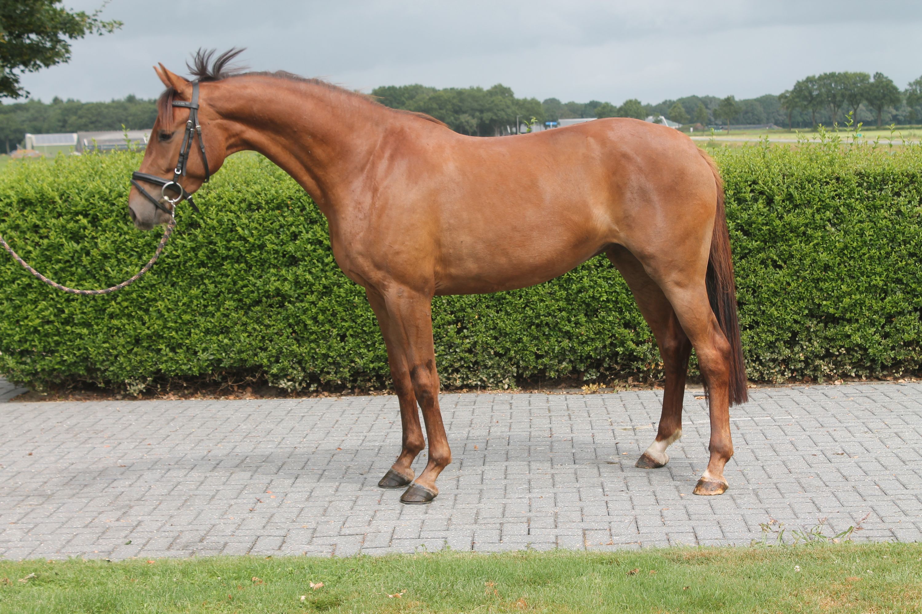kwpn dressuurpaard merrie 3 歳 vos 売り出し中 - 写真 2
