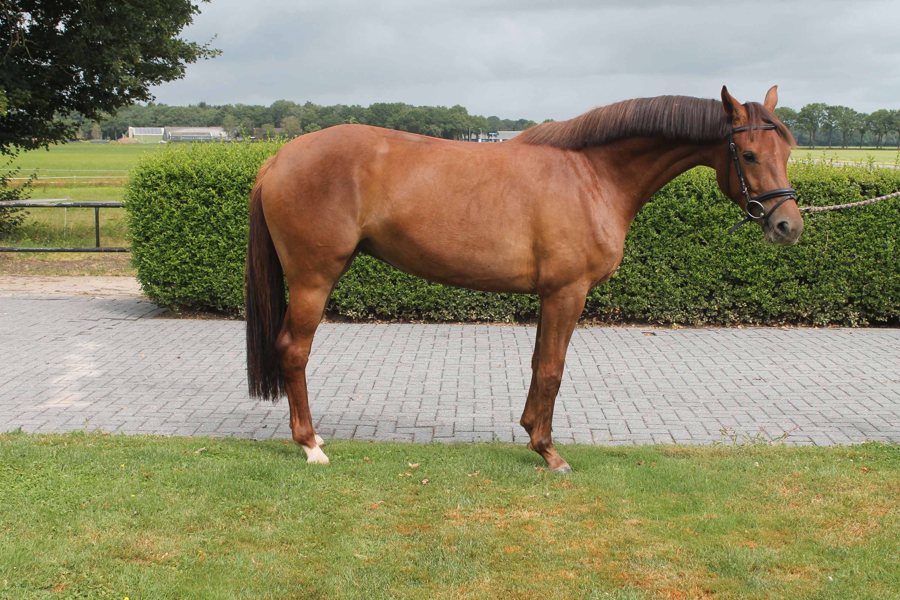kwpn dressuurpaard merrie 3 歳 vos 売り出し中 - 写真 3