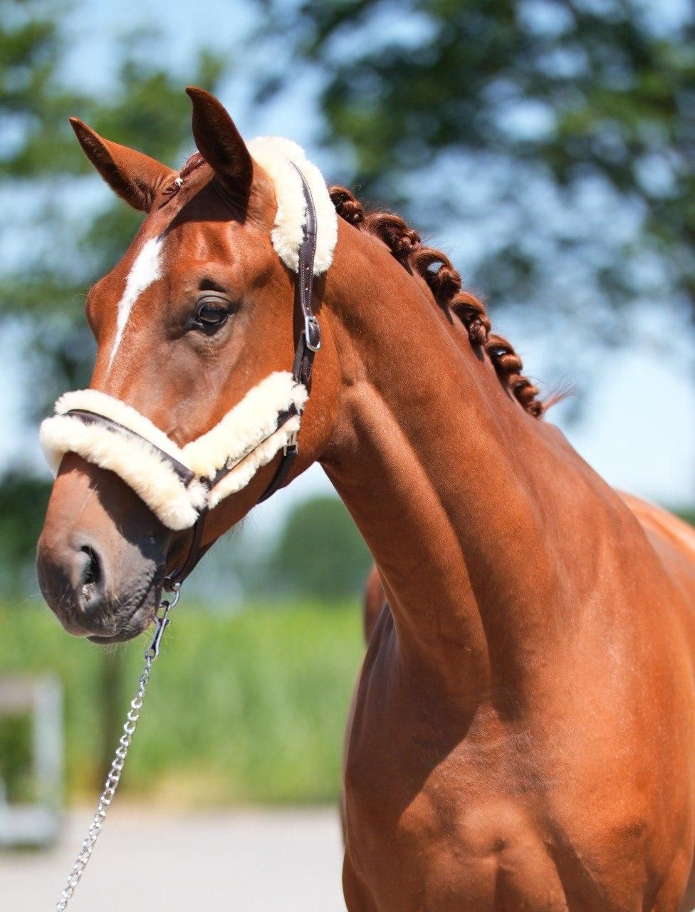 westfalen dressuurpaard ruin 3 ani vos de vânzare - Foto 6