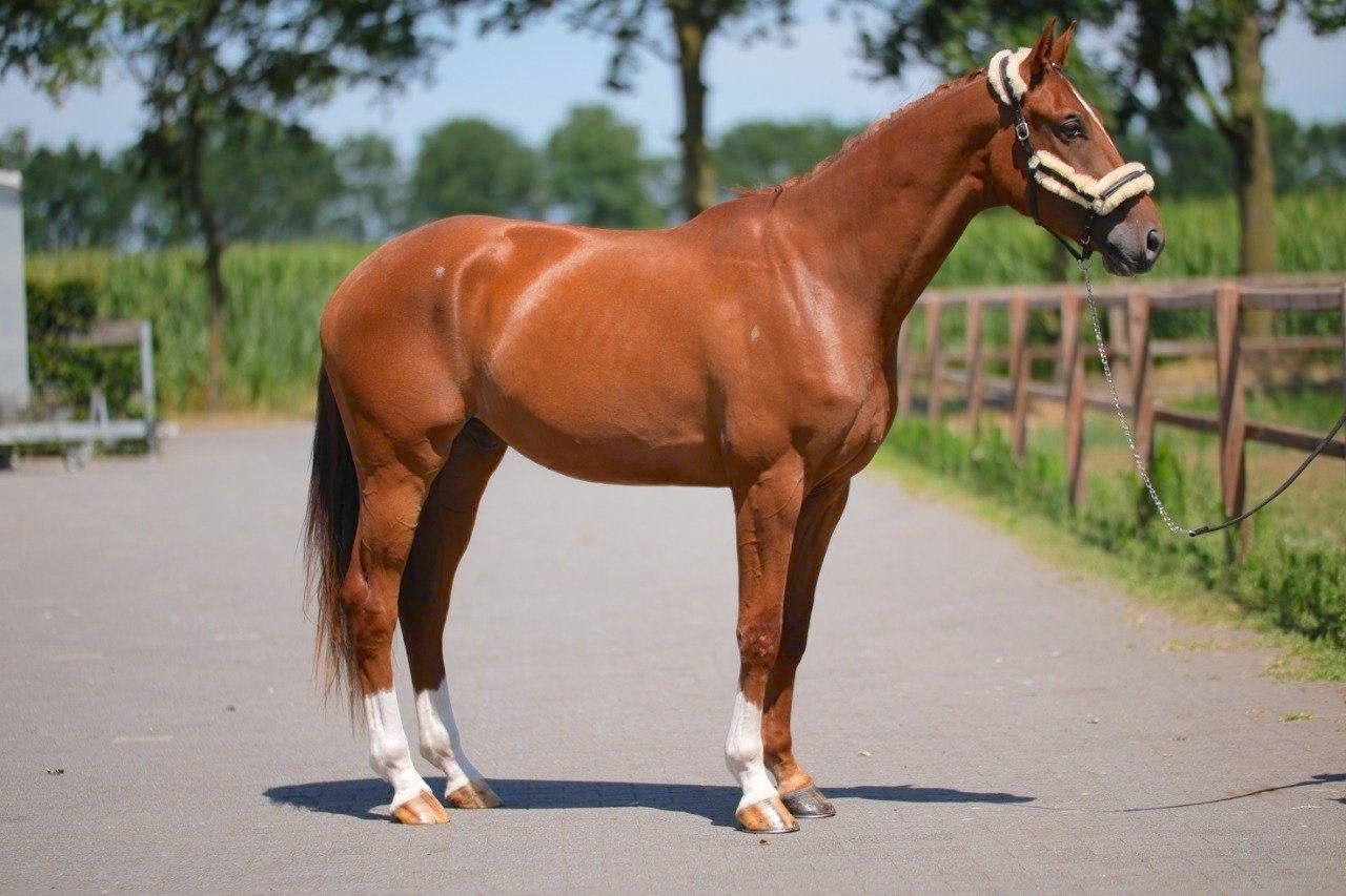 westfalen dressuurpaard ruin 3 år vos till salu - Foto 3