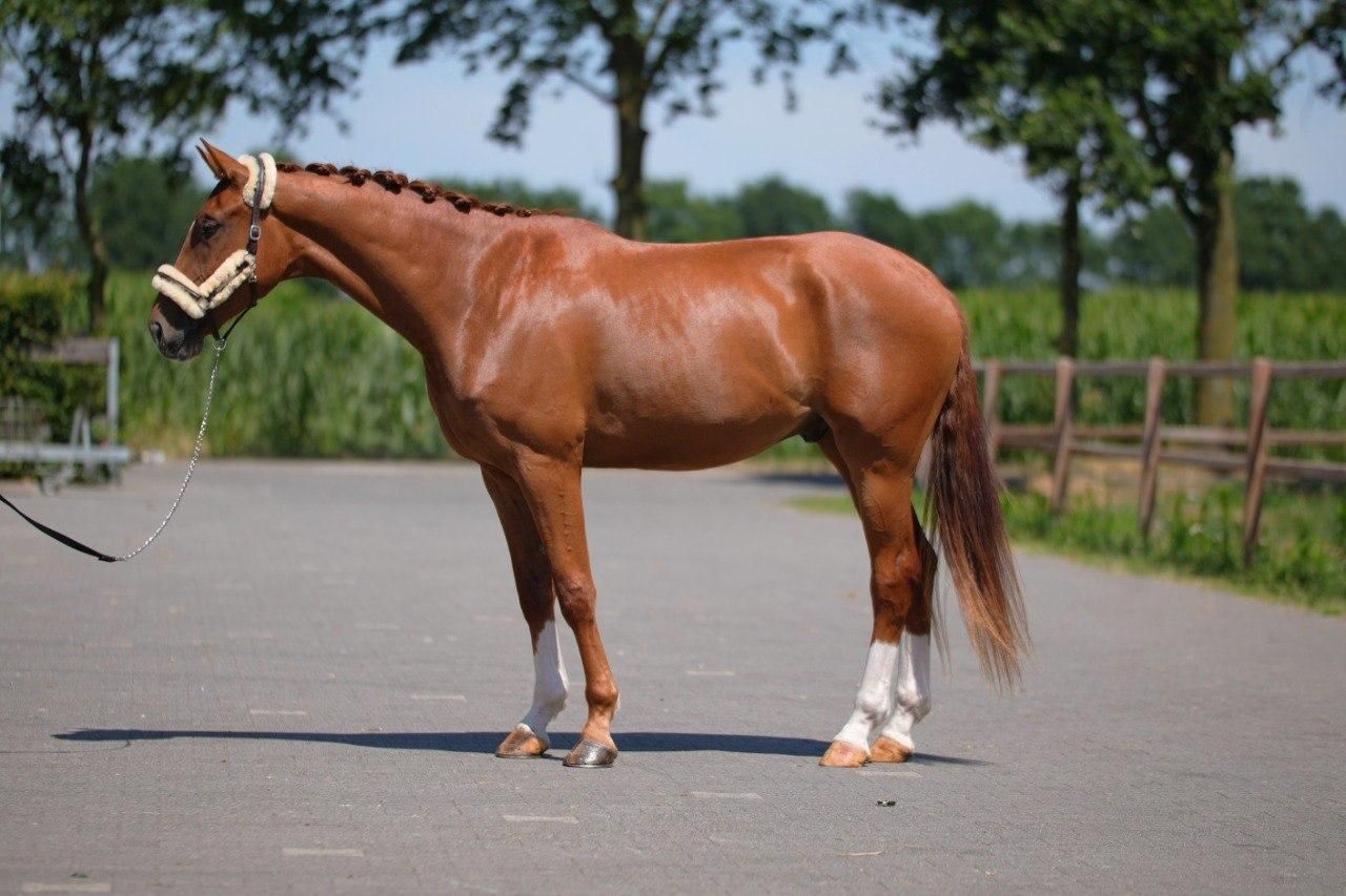 westfalen dressuurpaard ruin 3 år vos till salu - Foto 2