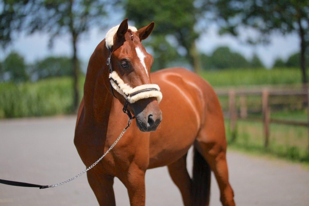 westfalen dressuurpaard ruin 3 ani vos de vânzare - Foto 4
