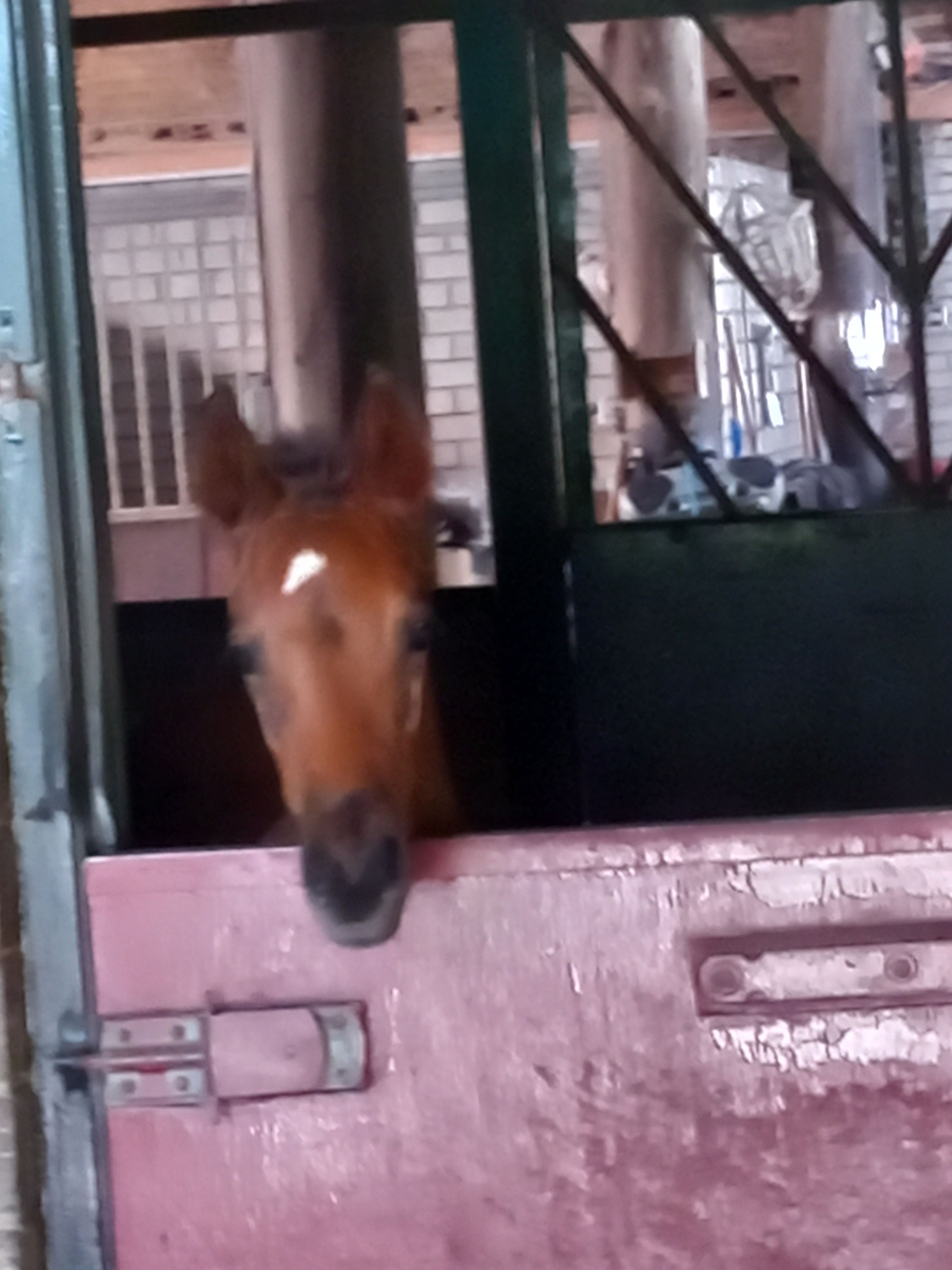 kwpn springpaard hengst 0 anos donkerbruin à venda - Foto 2