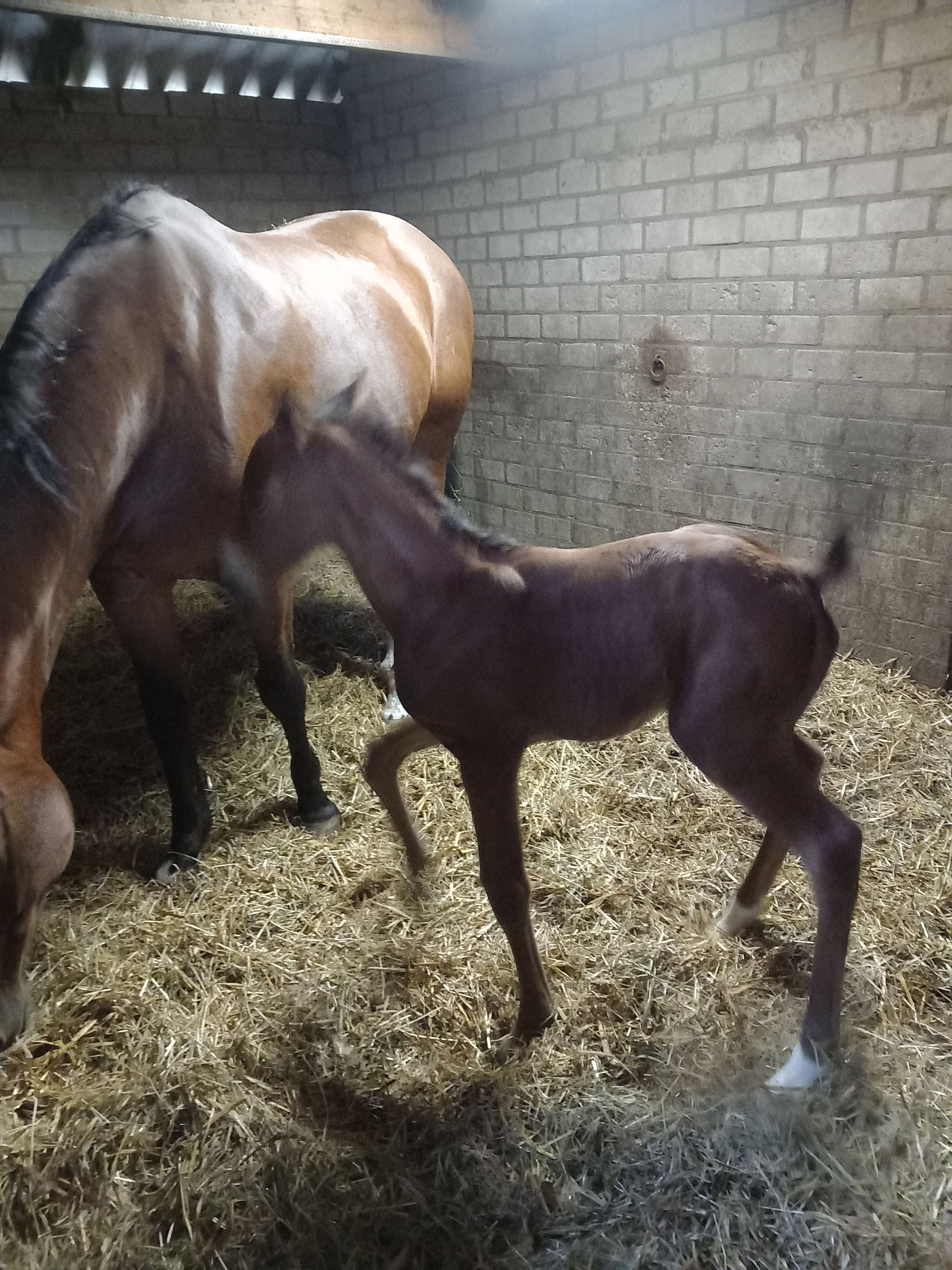 kwpn springpaard hengst 0 anos donkerbruin à venda - Foto 6