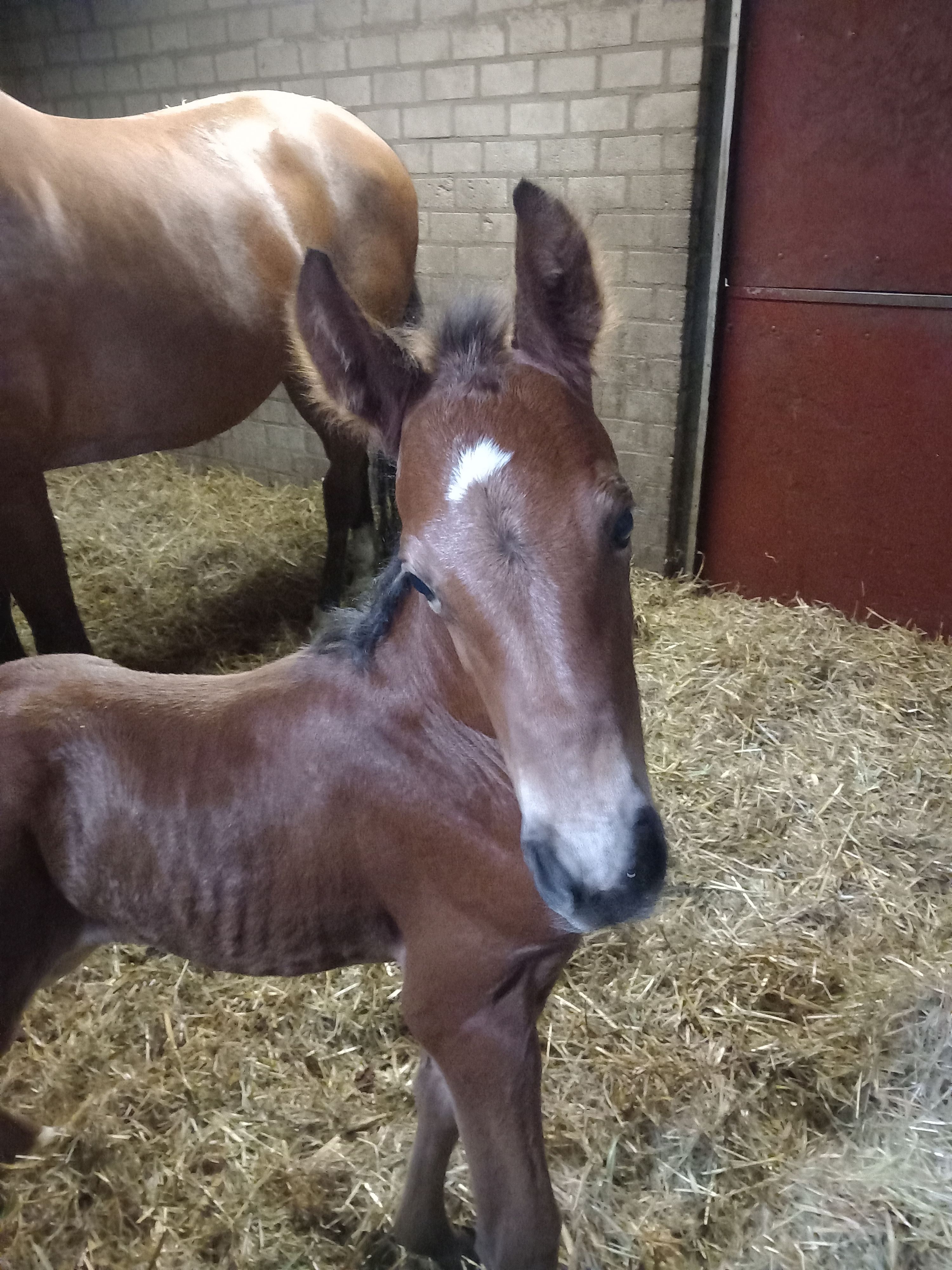 kwpn springpaard hengst 0 anos donkerbruin à venda - Foto 5