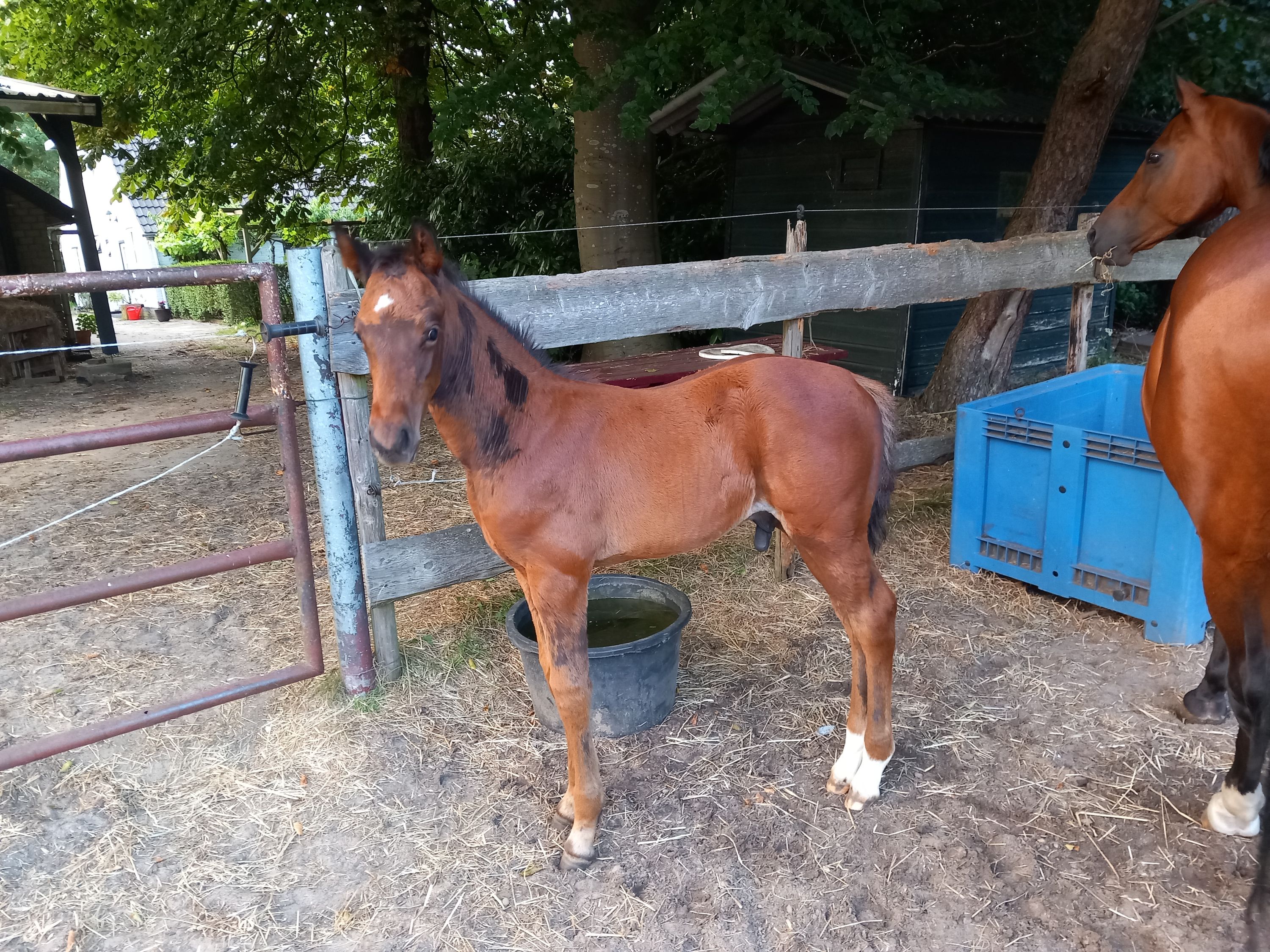 kwpn springpaard hengst 0 anos donkerbruin à venda - Foto 3