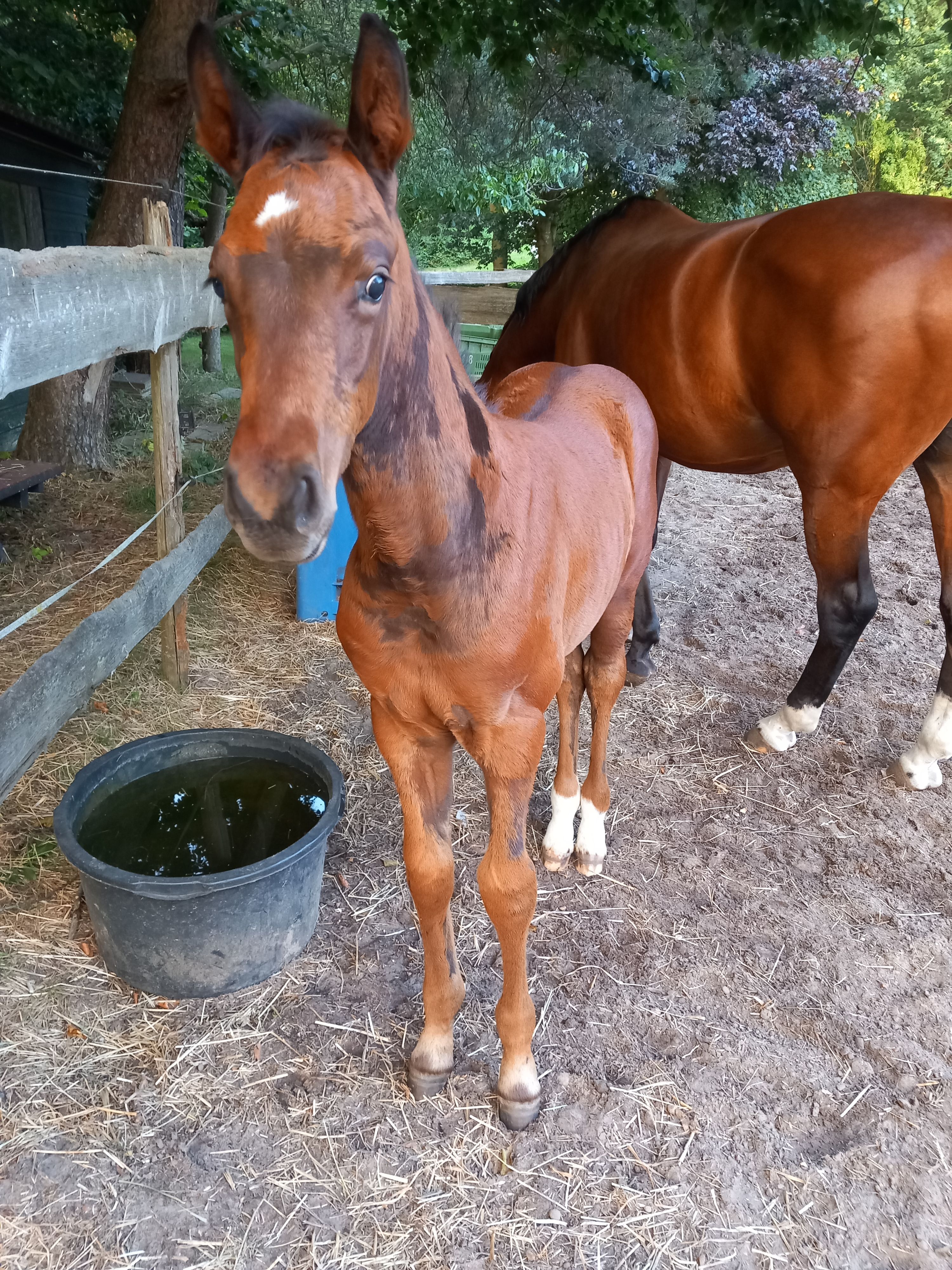 kwpn springpaard hengst 0 anos donkerbruin à venda - Foto 4