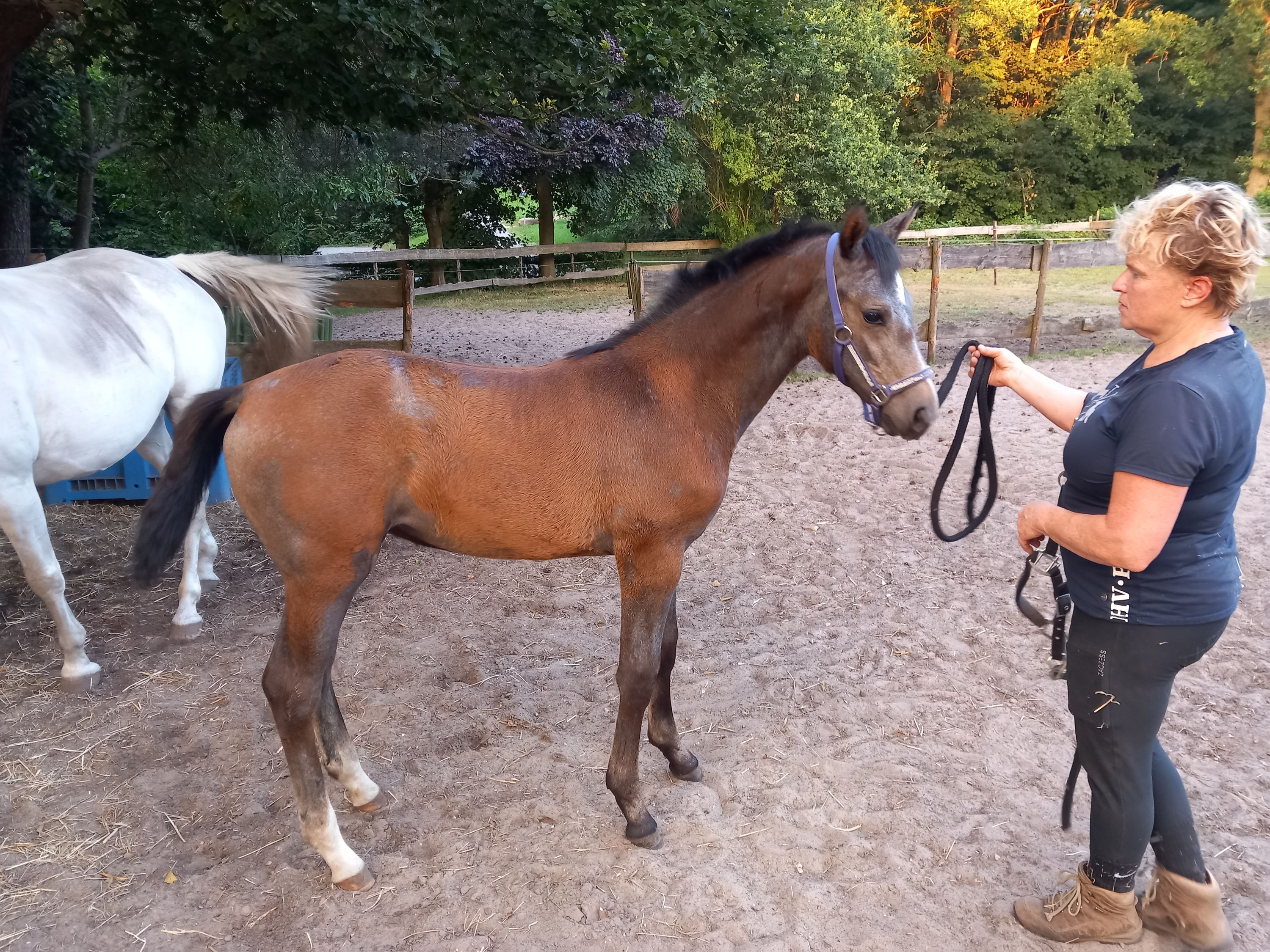 Excellent filly by Cape Coral for sale
