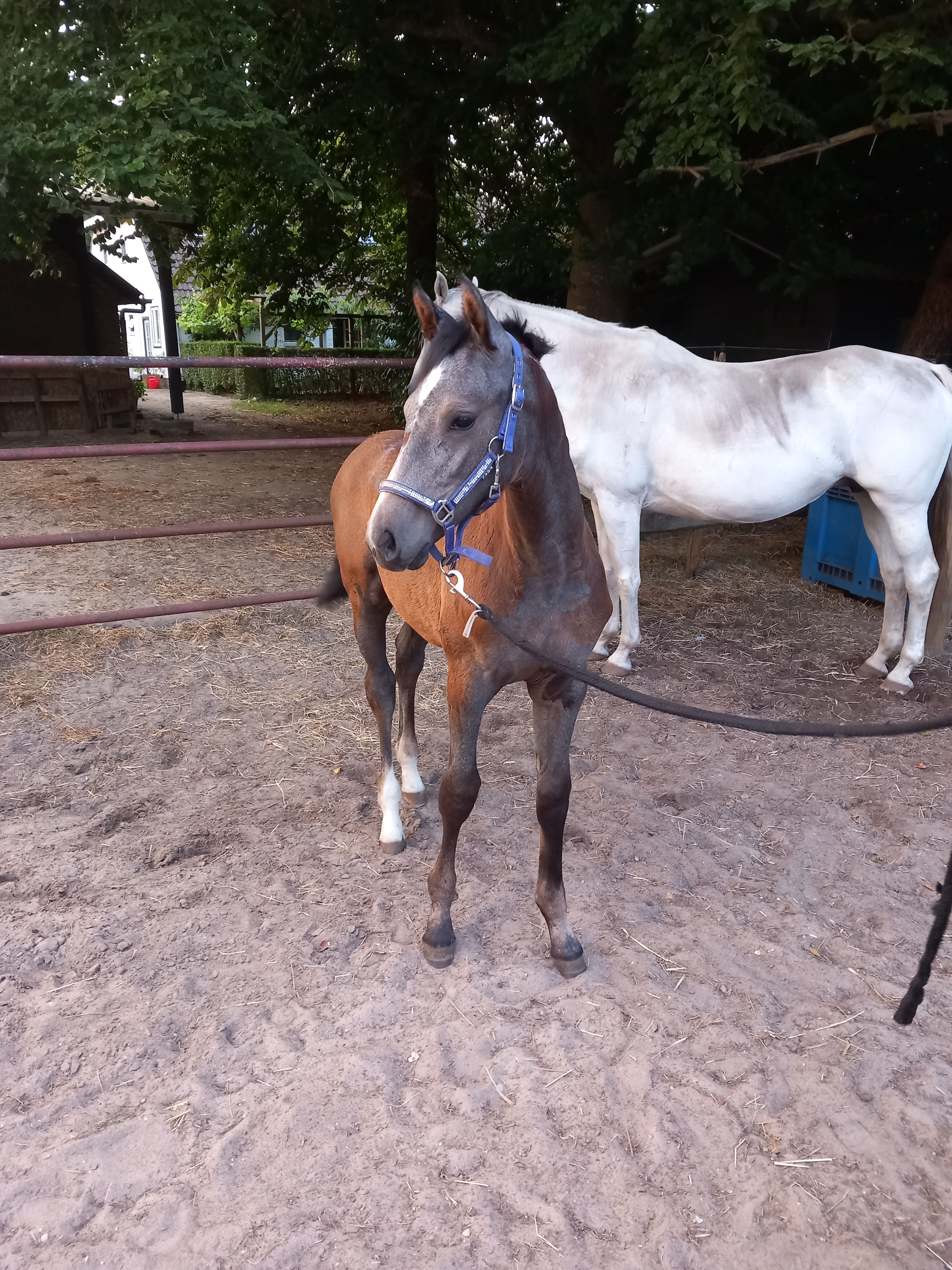 kwpn springpaard merrie 0 Jahre alt schimmel zu verkaufen - Foto 2