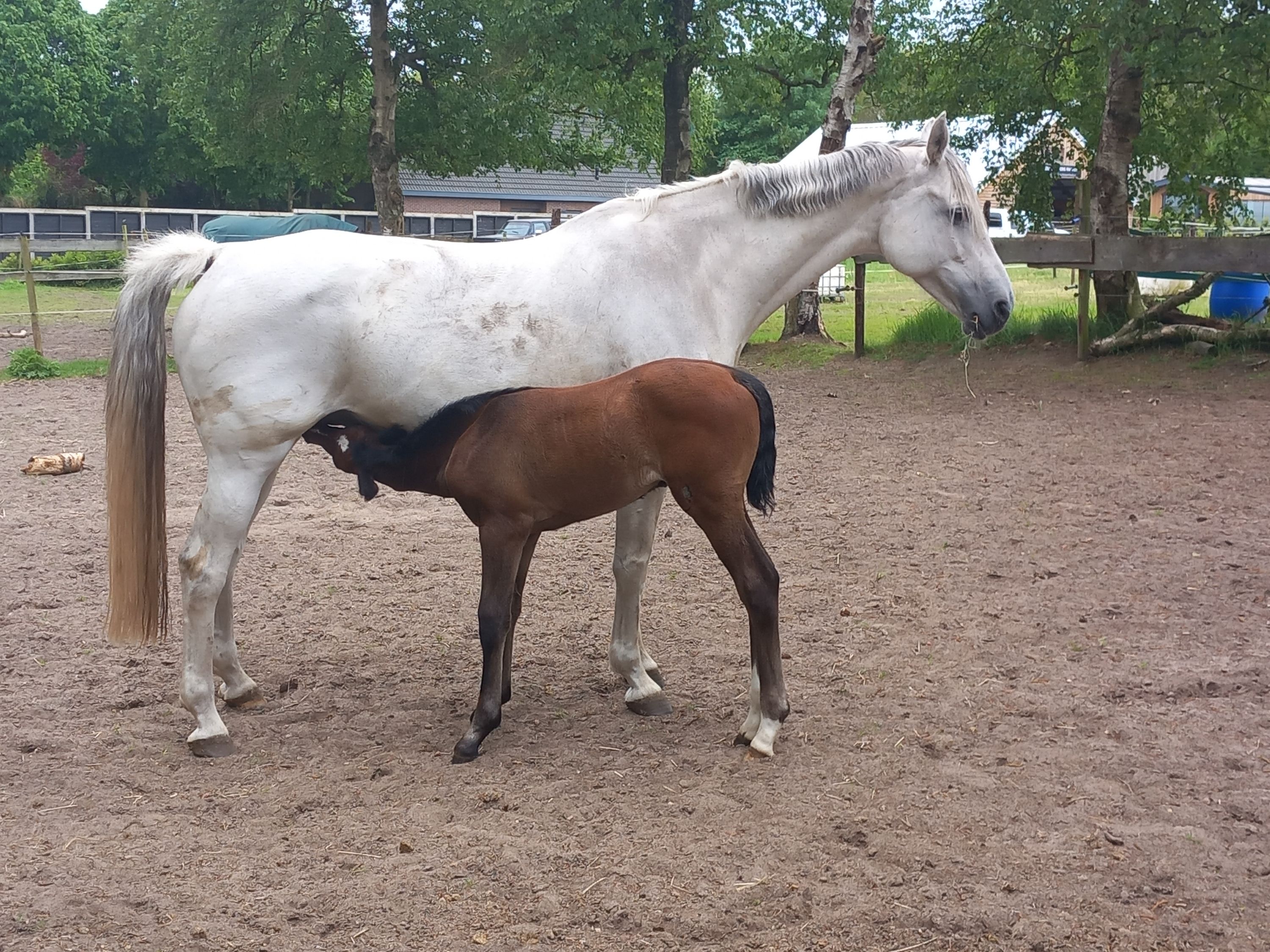 kwpn springpaard merrie 0 Jahre alt schimmel zu verkaufen - Foto 4