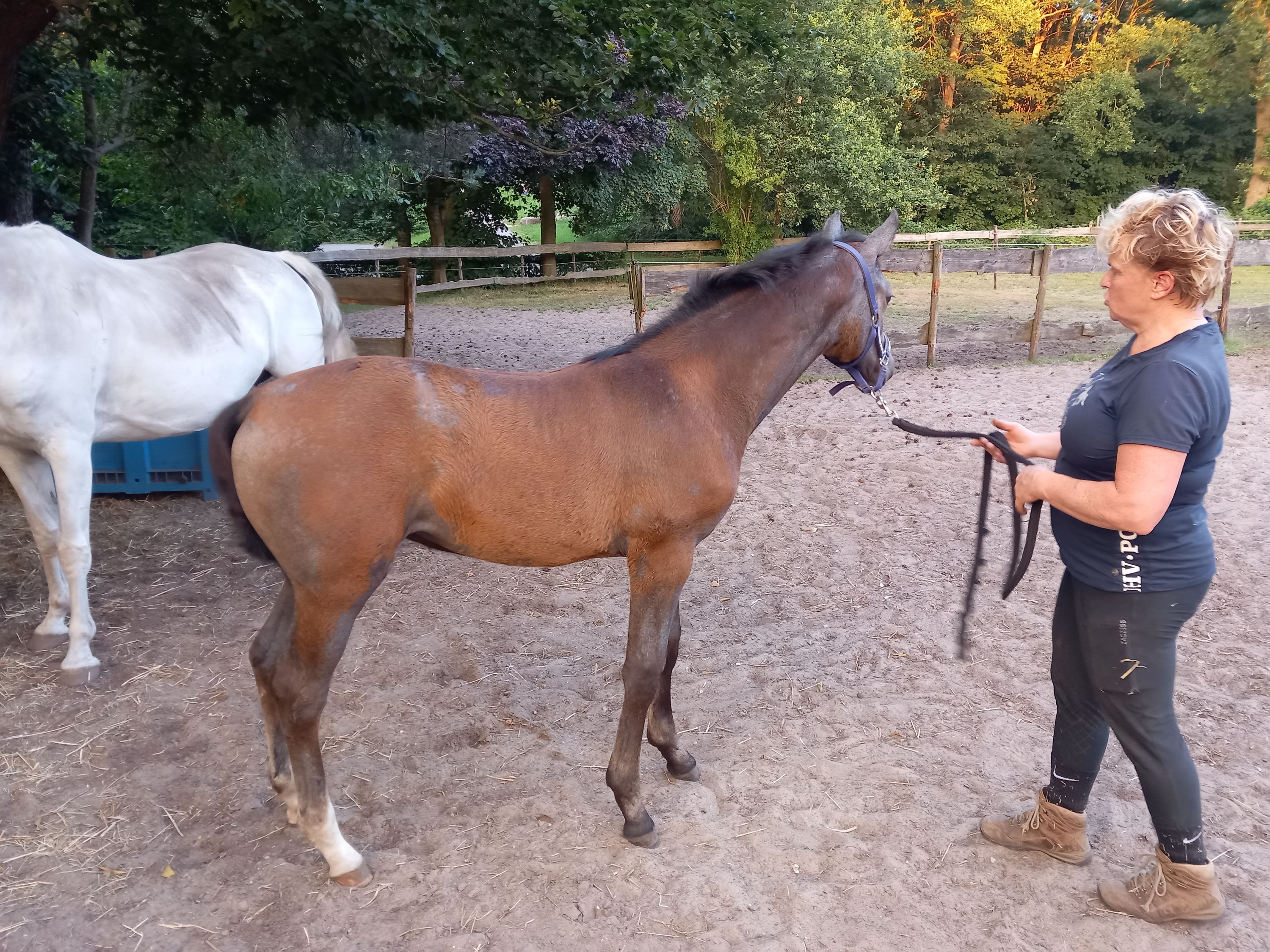 kwpn springpaard merrie 0 Jahre alt schimmel zu verkaufen - Foto 3