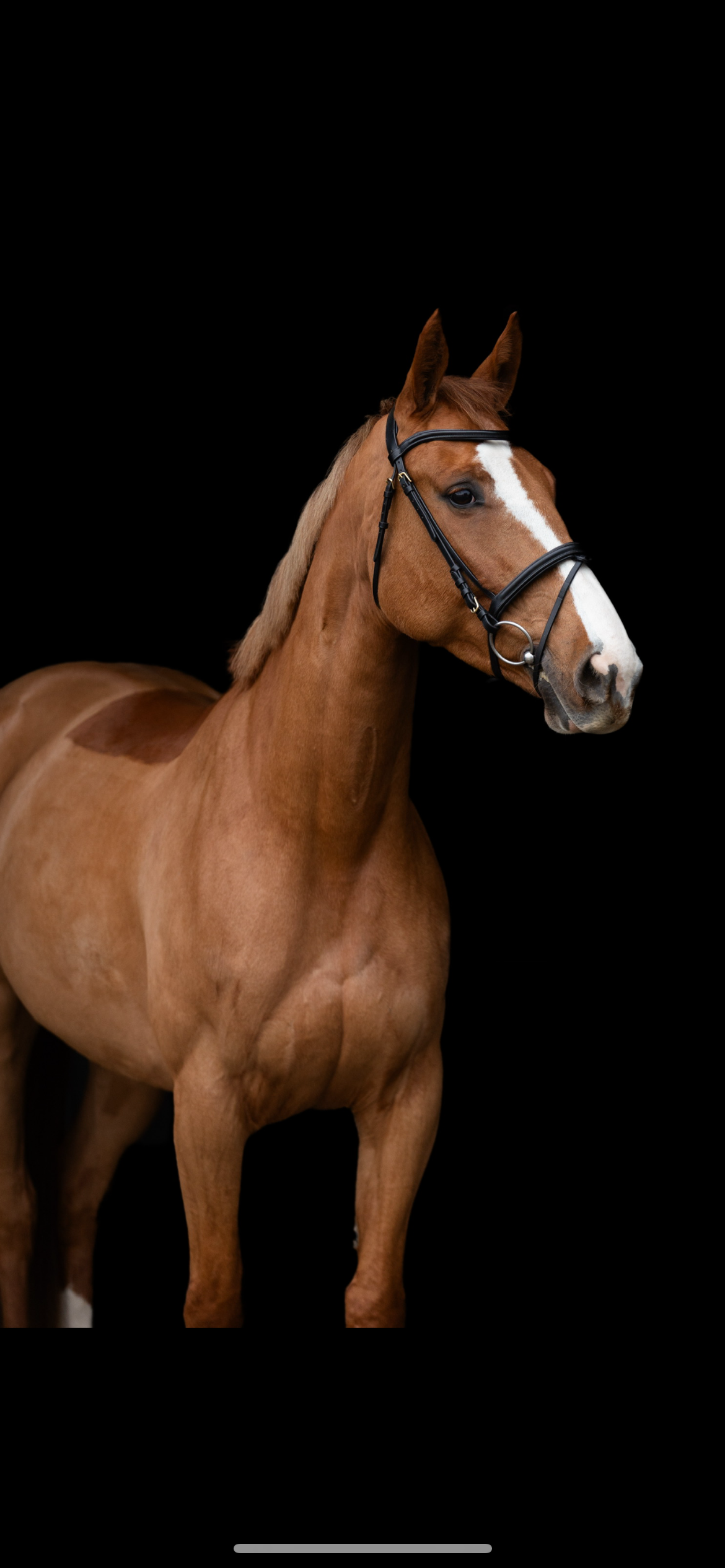 kwpn springpaard merrie 8 years old vos for sale - Photo 2