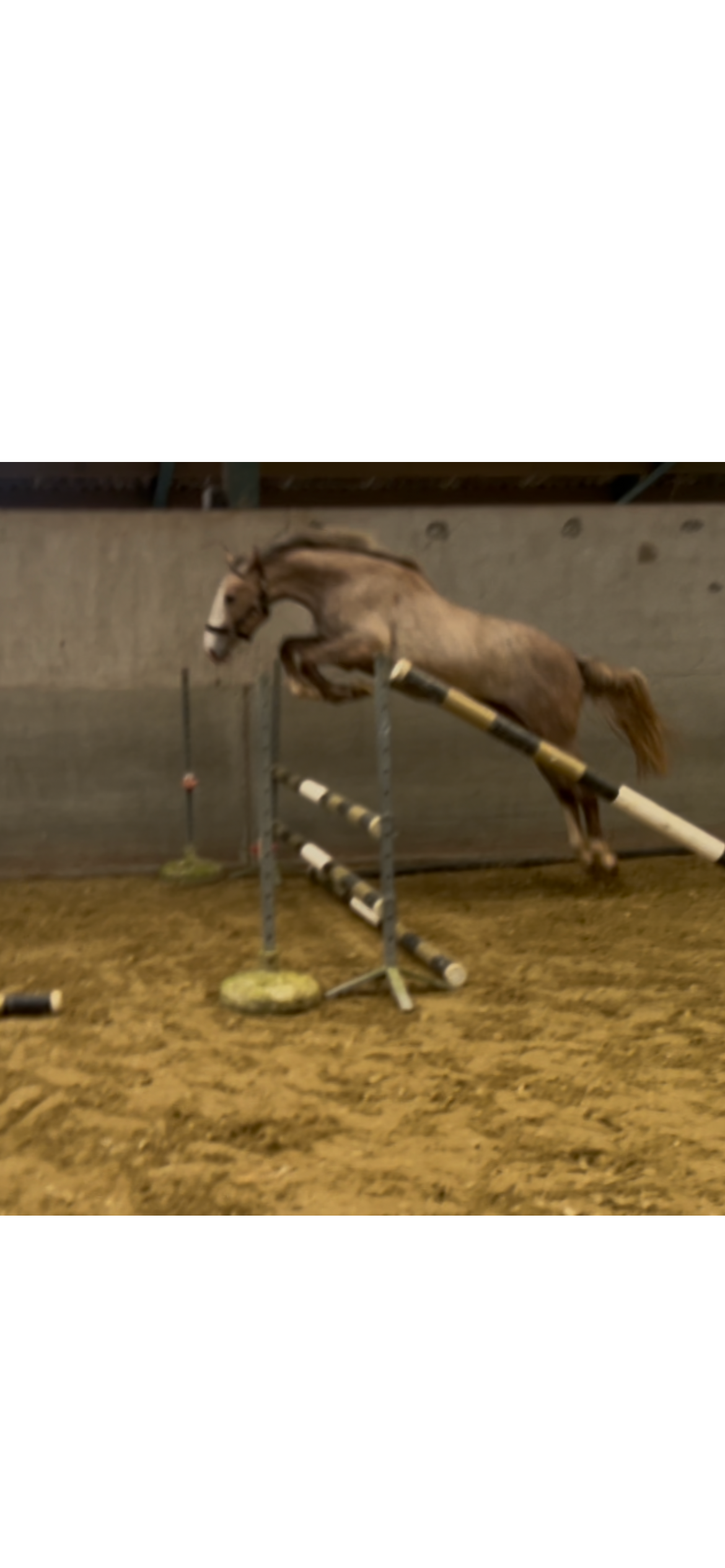 Untouchable Hengst 2,5 Jahre