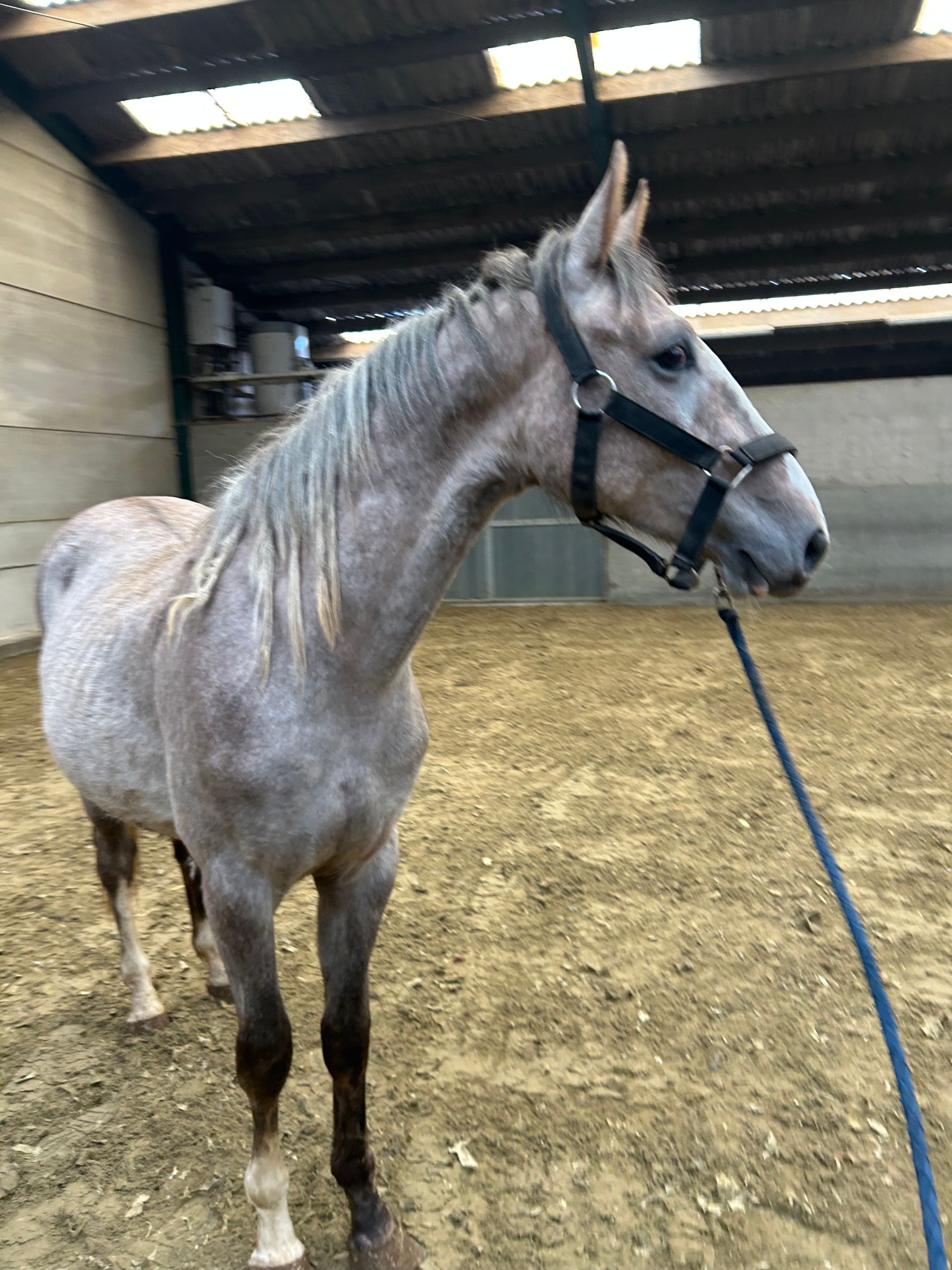 bwp springpaard hengst 2 years old andere-kleur for sale - Photo 4