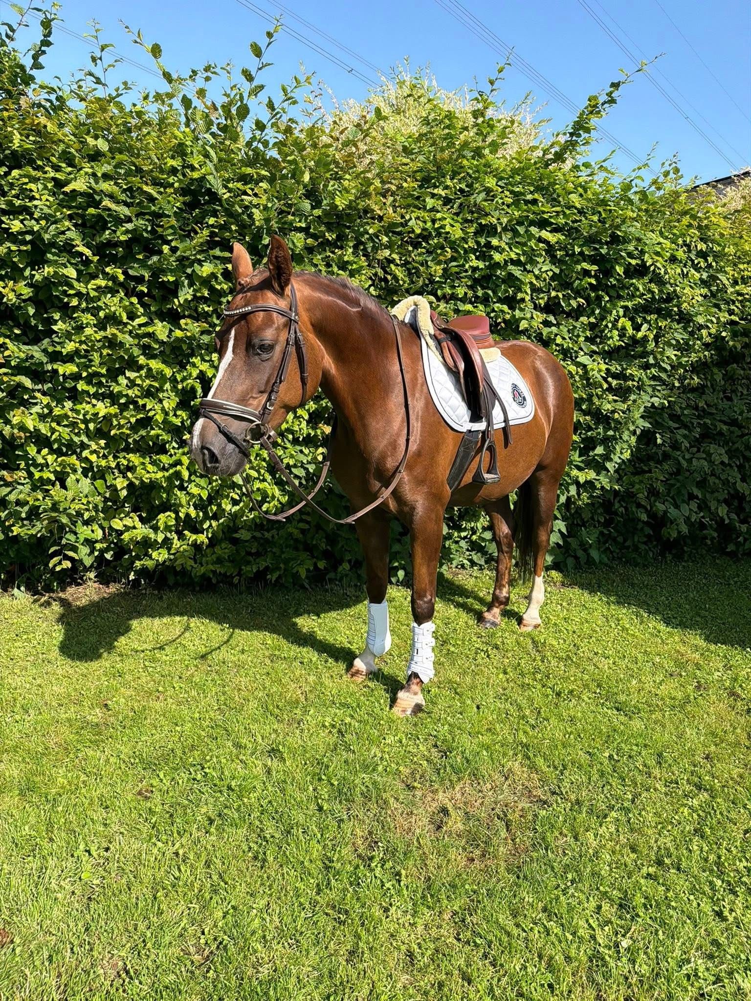 welsh allround-pony merrie 8 anos vos à venda - Foto 2