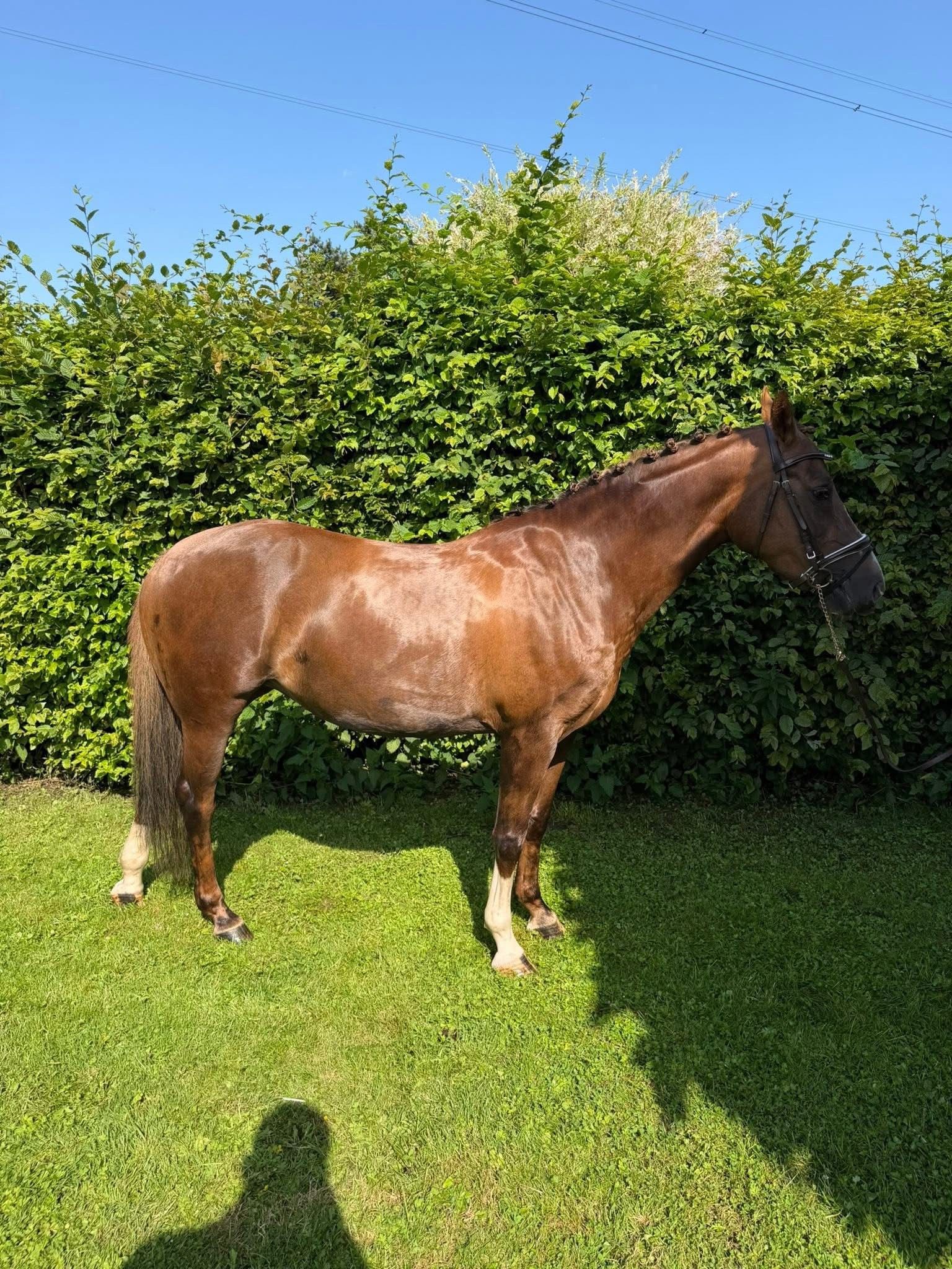 welsh allround-pony merrie 8 anos vos à venda - Foto 3