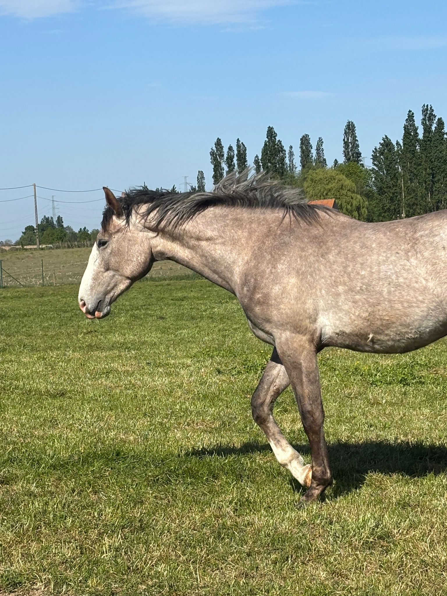 bwp springpaard hengst 2 years old andere-kleur for sale - Photo 5