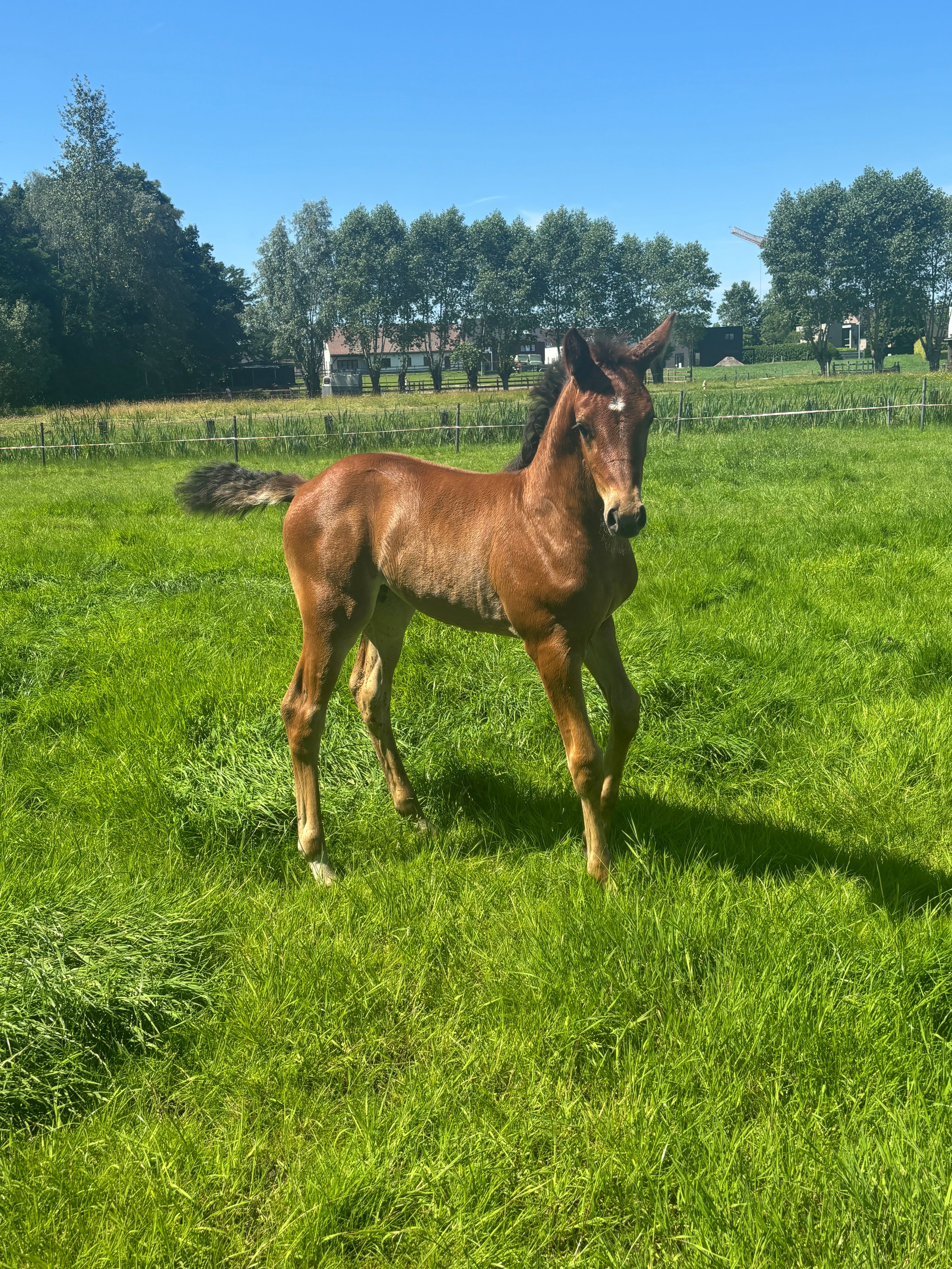 bwp springpaard merrie 0 år bruin till salu - Foto 2