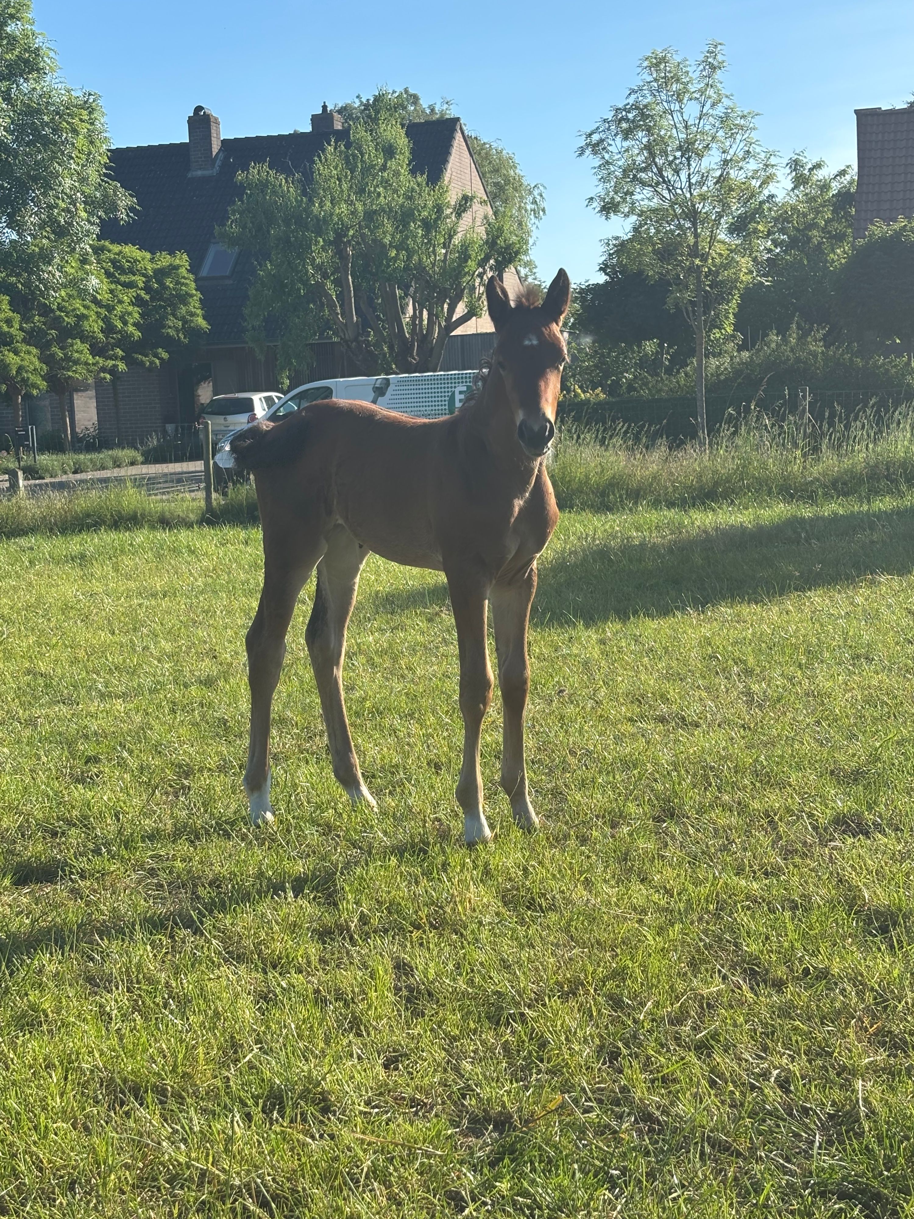 bwp springpaard merrie 0 år bruin till salu - Foto 3