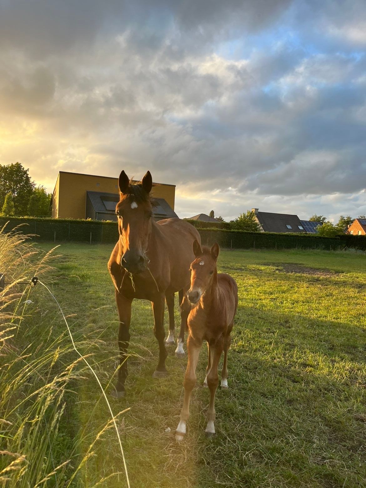 bwp springpaard merrie 0 år bruin till salu - Foto 4