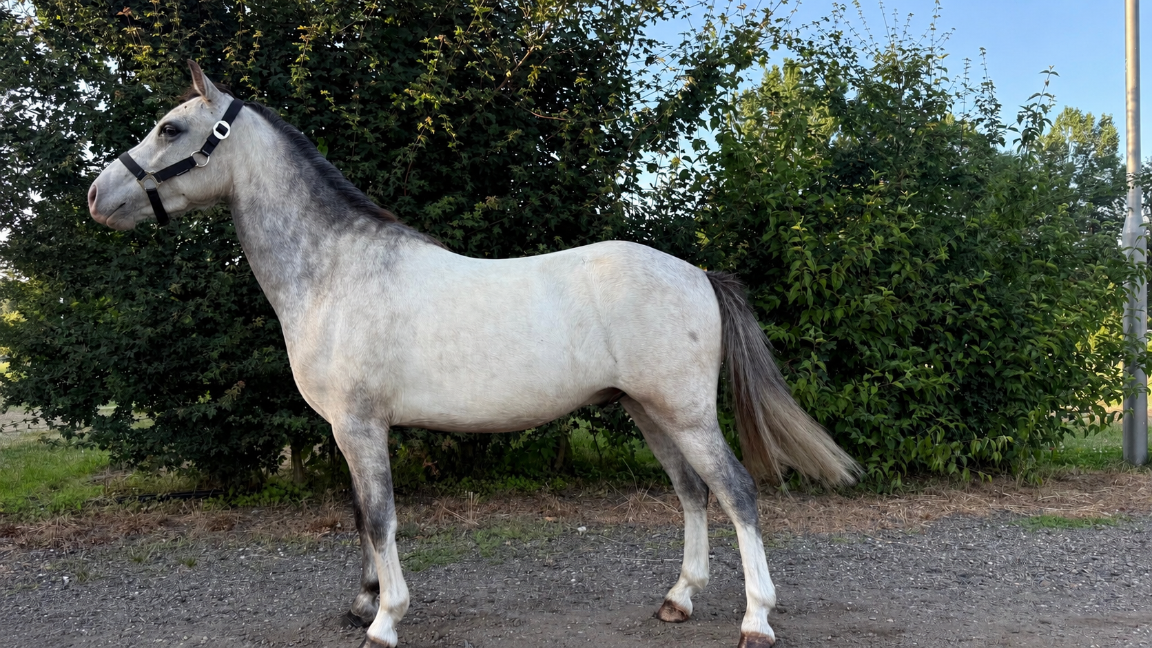 welsh allround-pony ruin 3 ans schimmel à vendre - Photo 3