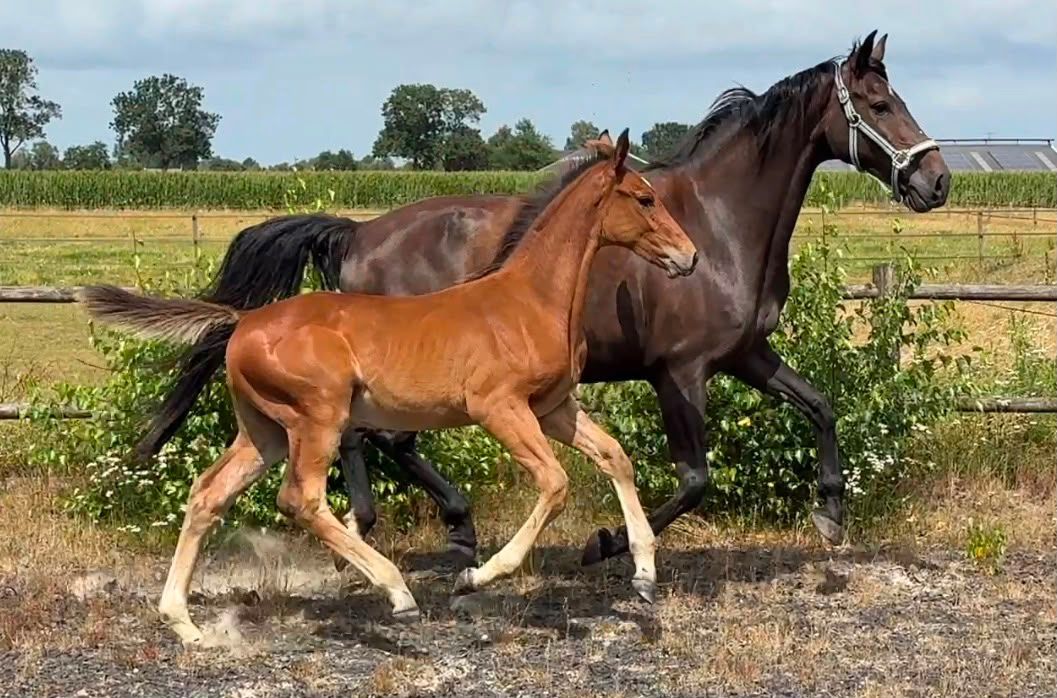 allrounder hengst 0 anos à venda - Foto 2