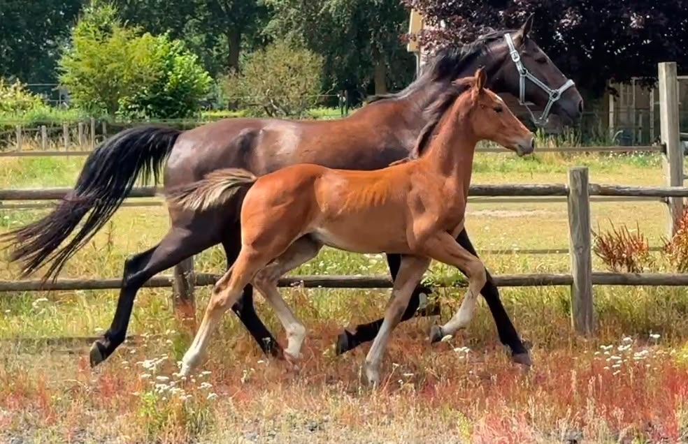 allrounder hengst 0 anos à venda - Foto 4