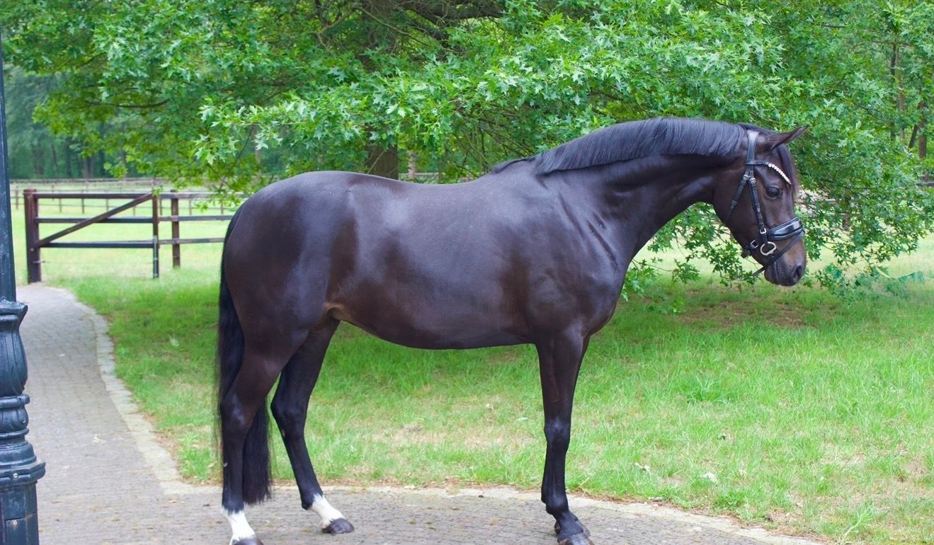 welsh dressuurpony merrie 4 years old zwart for sale - Photo 3