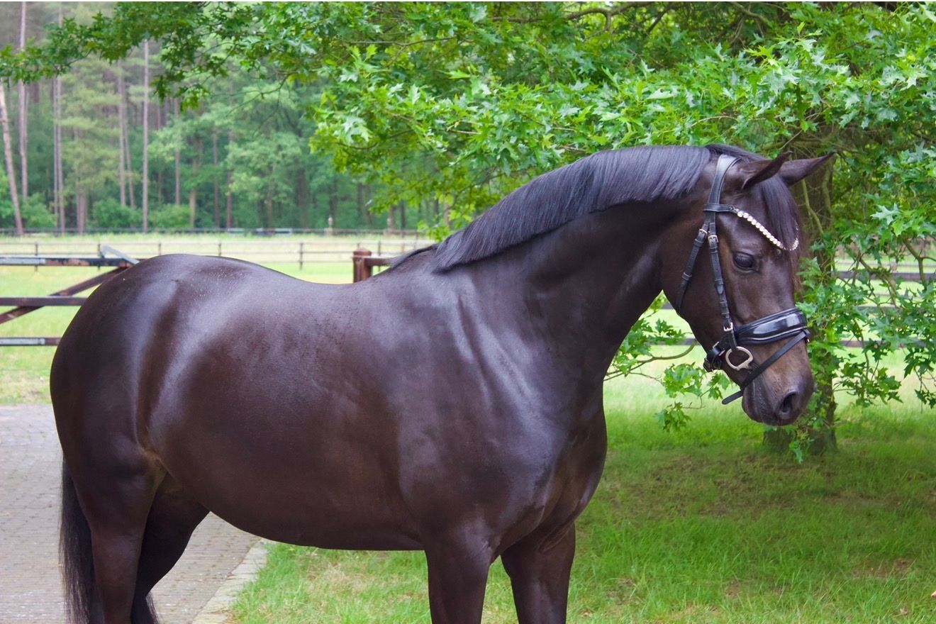 welsh dressuurpony merrie 4 years old zwart for sale - Photo 2