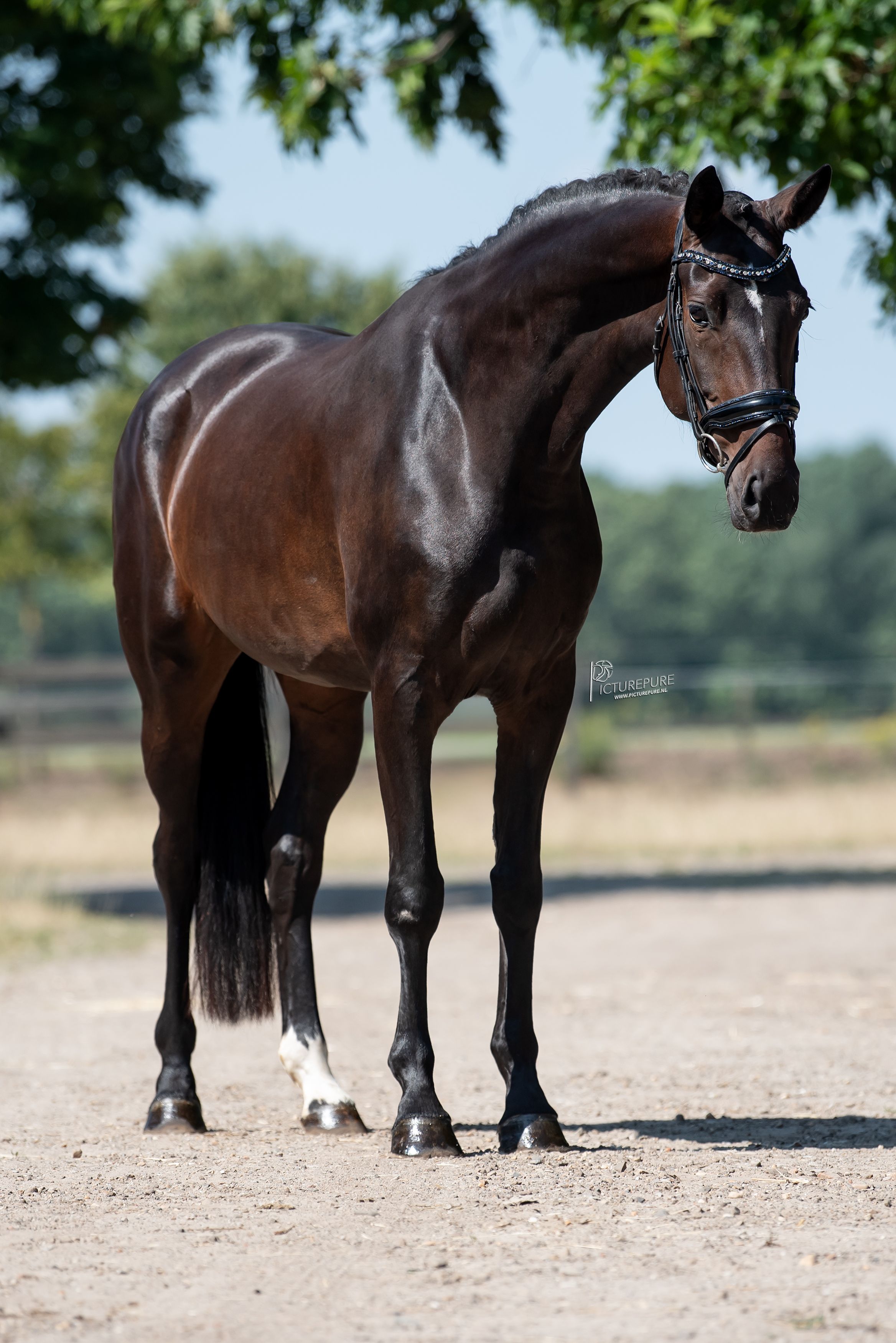 oldenburg dressuurpaard merrie 6 anos donkerbruin à venda - Foto 2