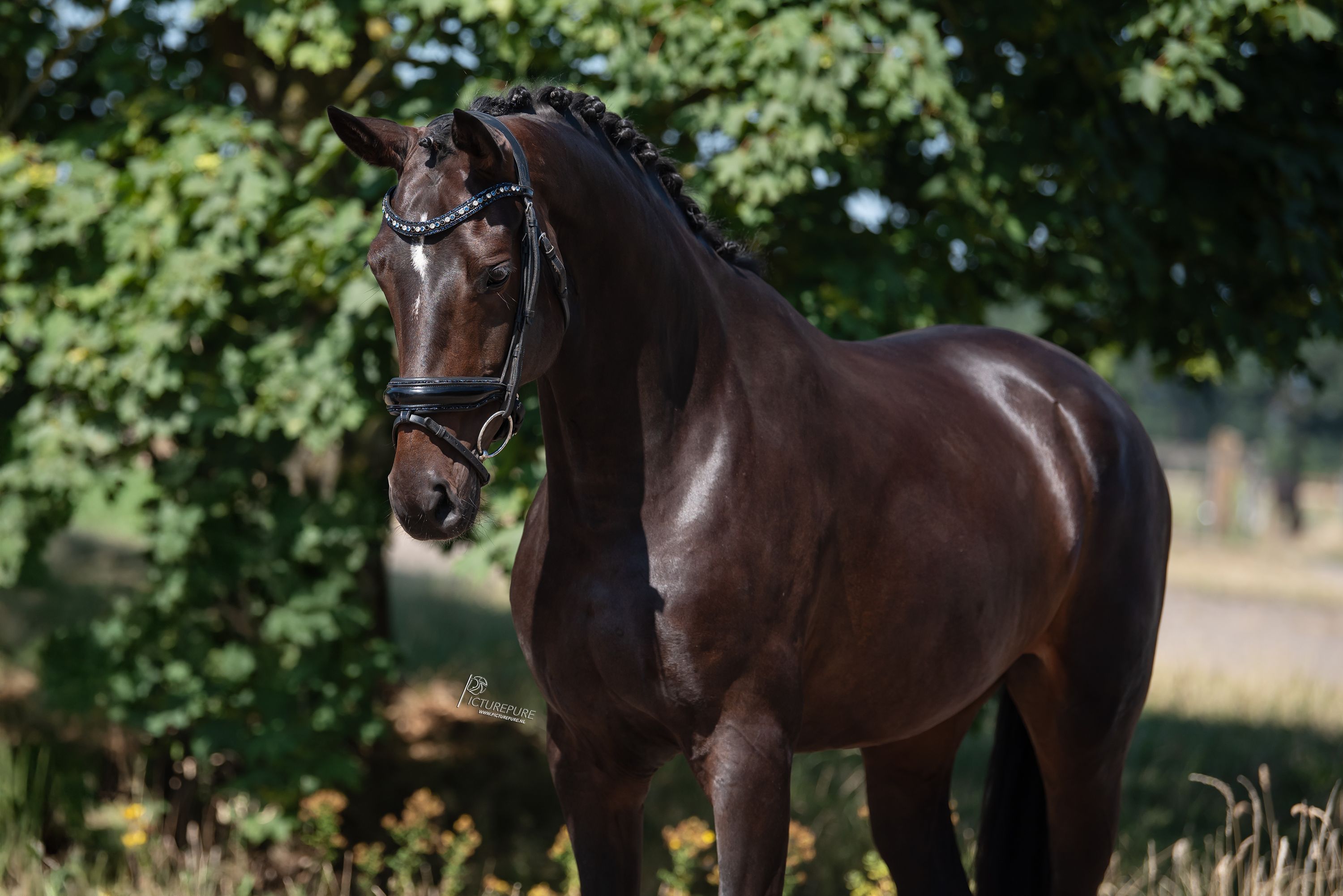 oldenburg dressuurpaard merrie 6 anos donkerbruin à venda - Foto 4
