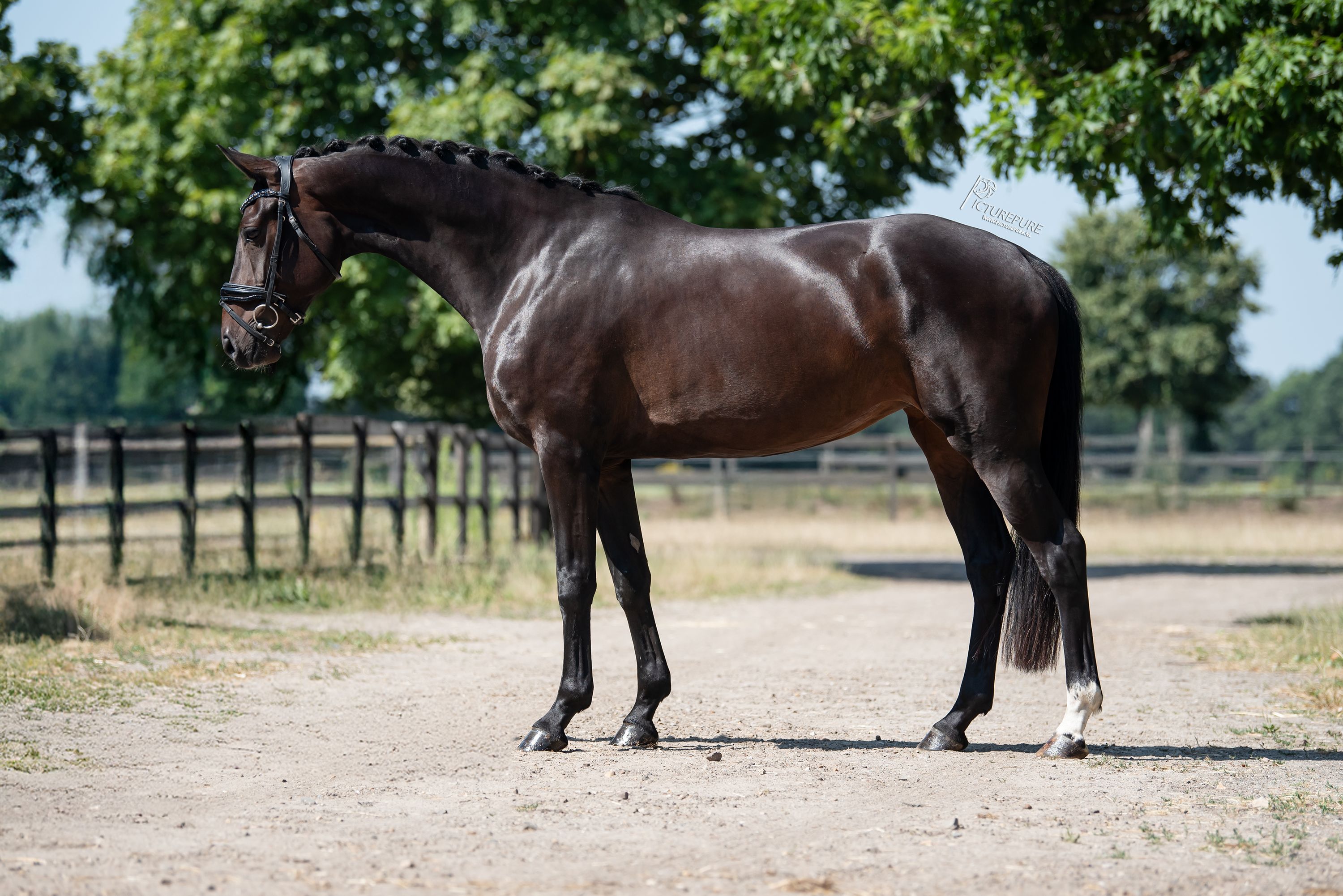 oldenburg dressuurpaard merrie 6 anos donkerbruin à venda - Foto 5