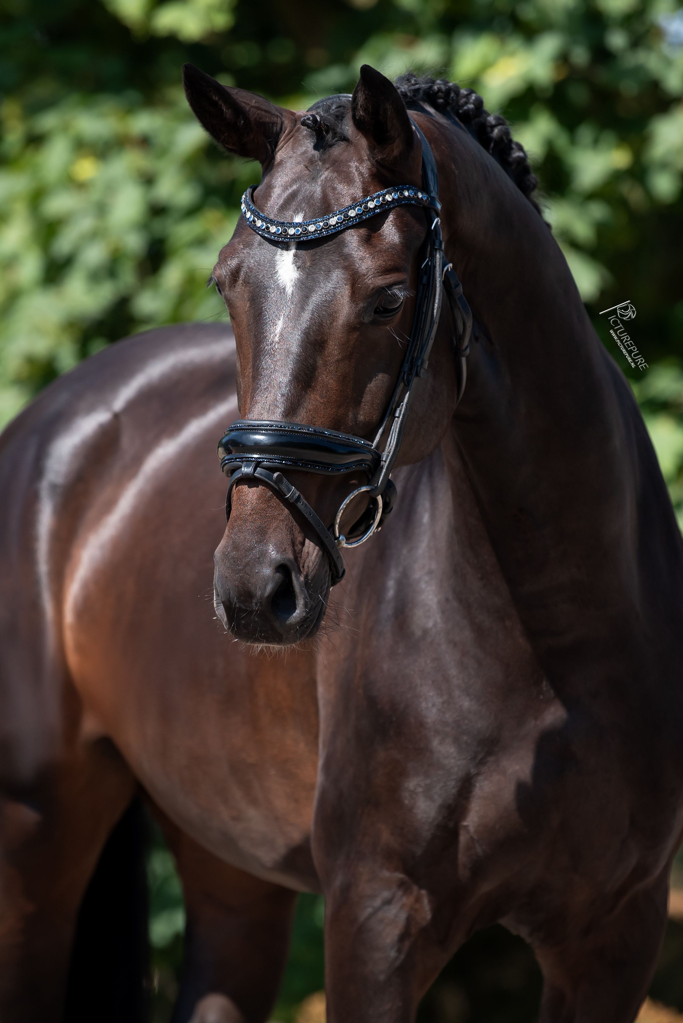 oldenburg dressuurpaard merrie 6 anos donkerbruin à venda - Foto 3