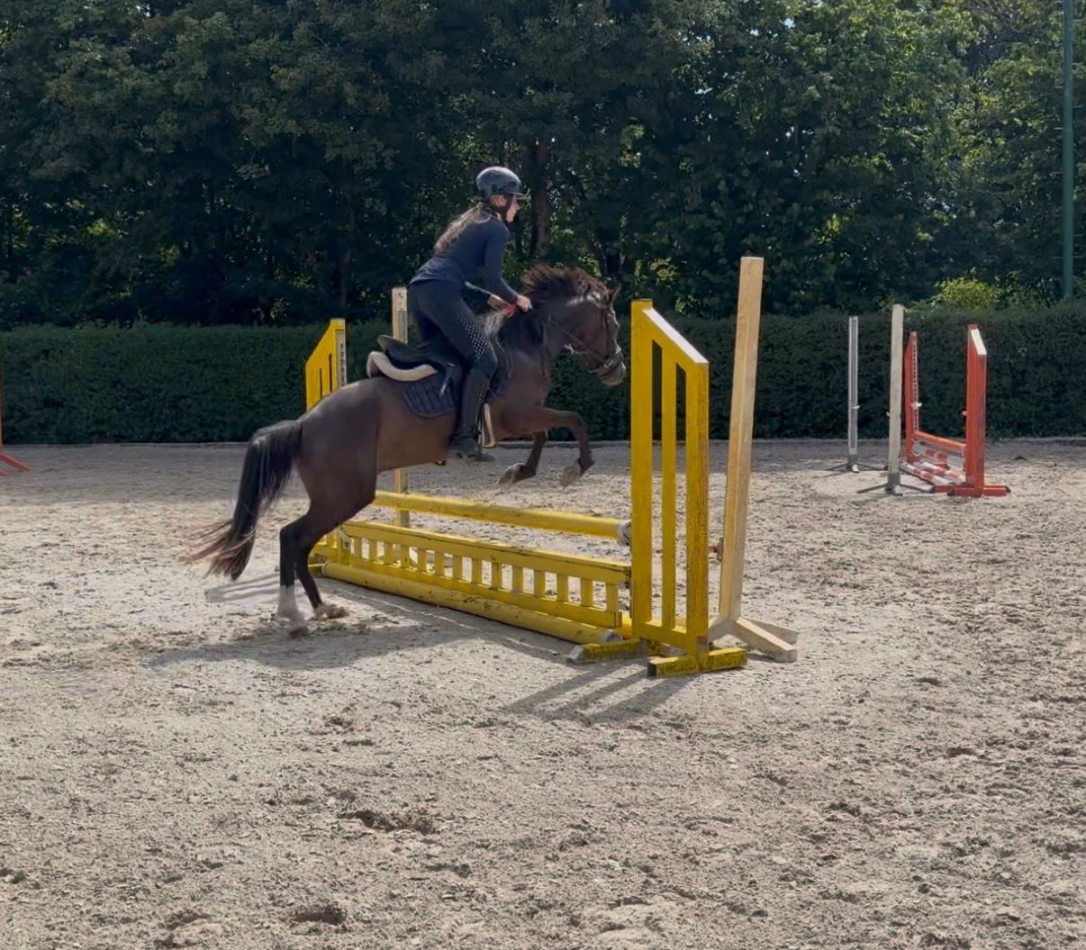 welsh allround-pony ruin 3 years old zwart for sale - Photo 3