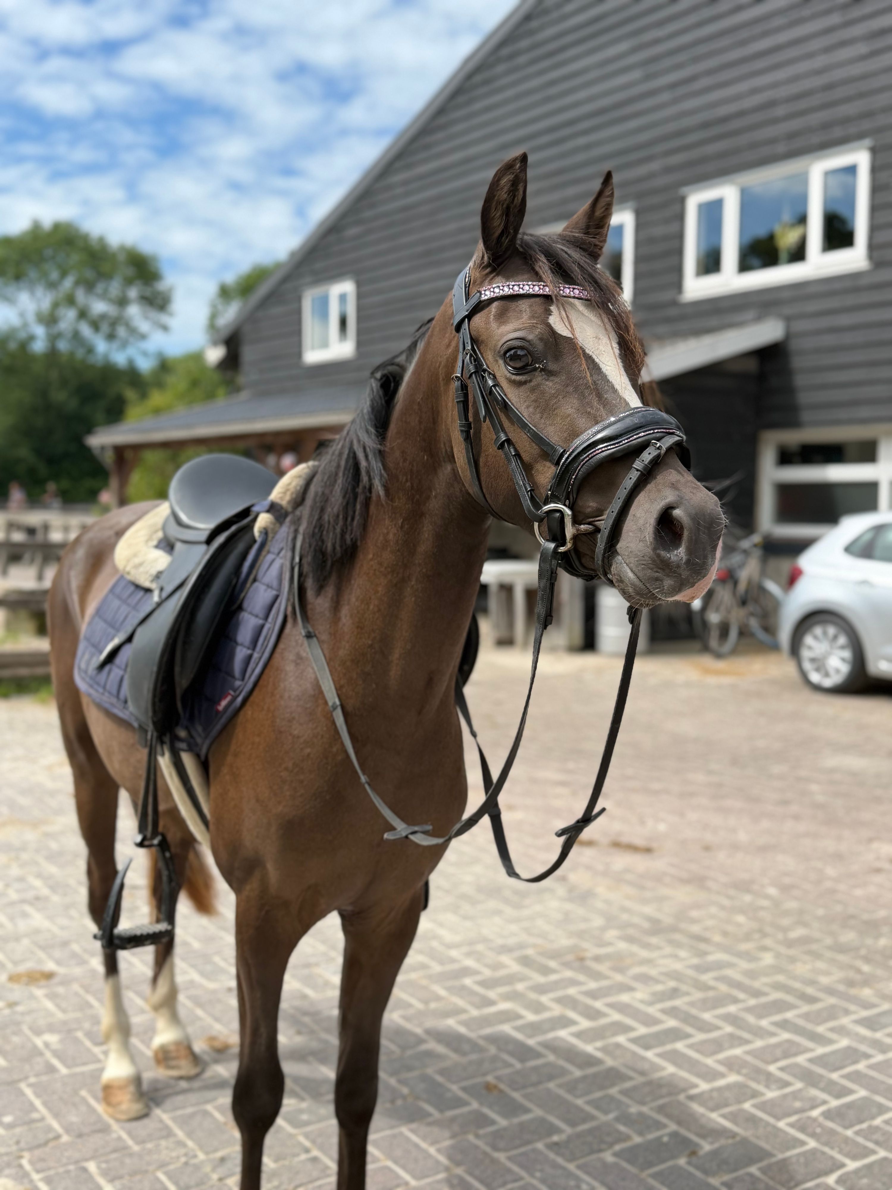 welsh allround-pony ruin 3 years old zwart for sale - Photo 5