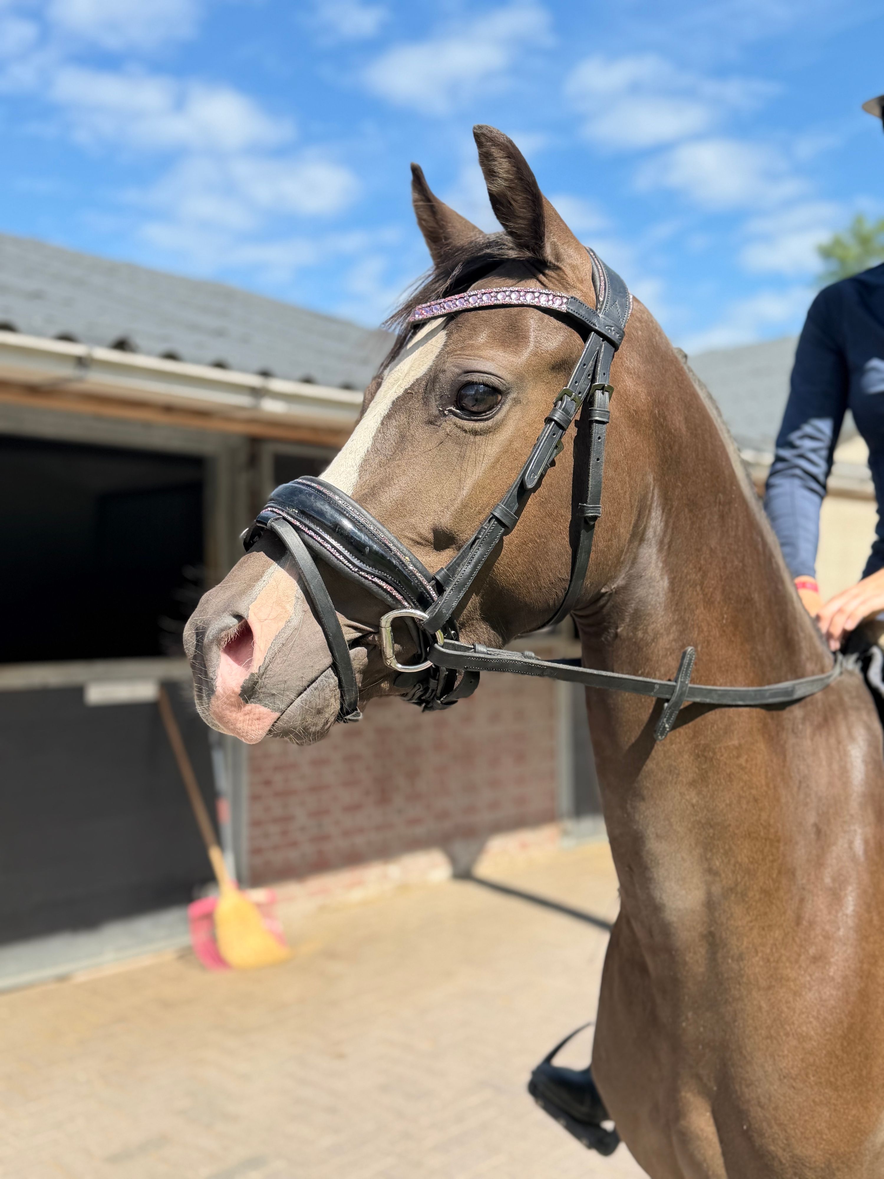 welsh allround-pony ruin 3 years old zwart for sale - Photo 6