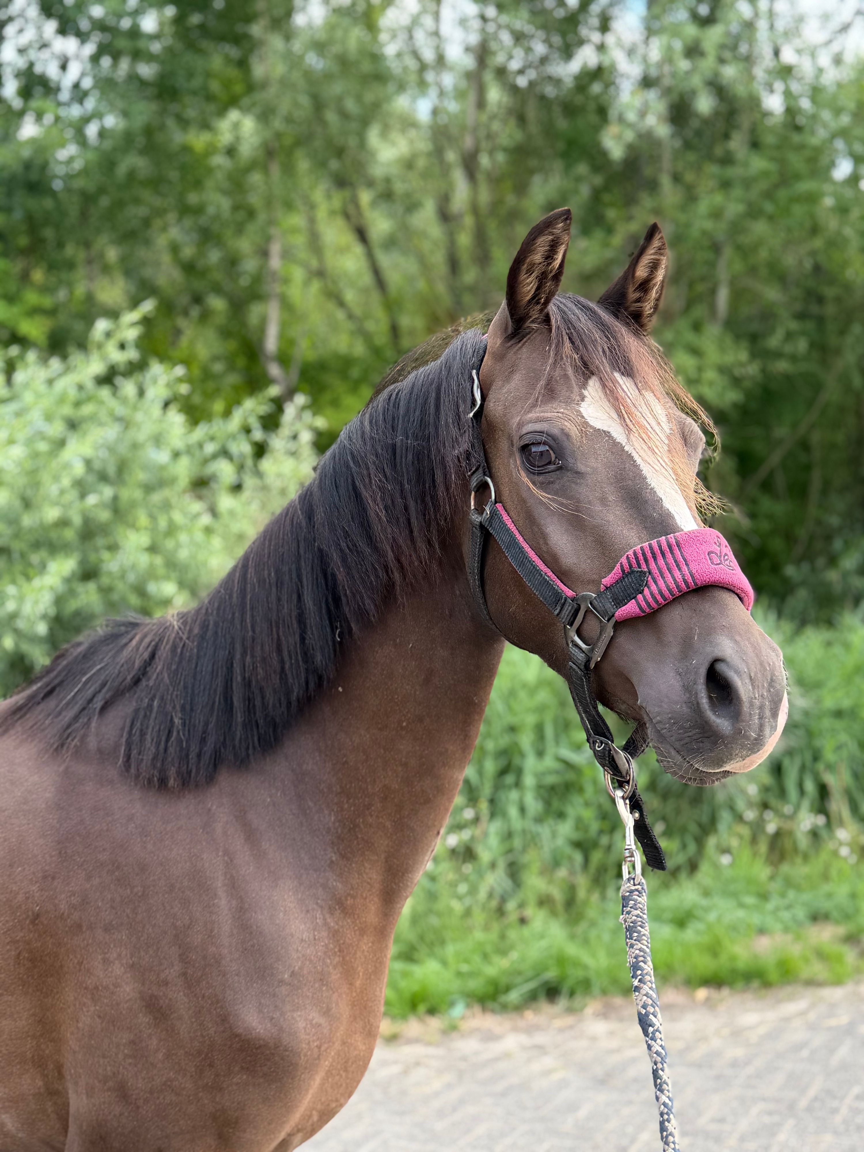 welsh allround-pony ruin 3 years old zwart for sale - Photo 2