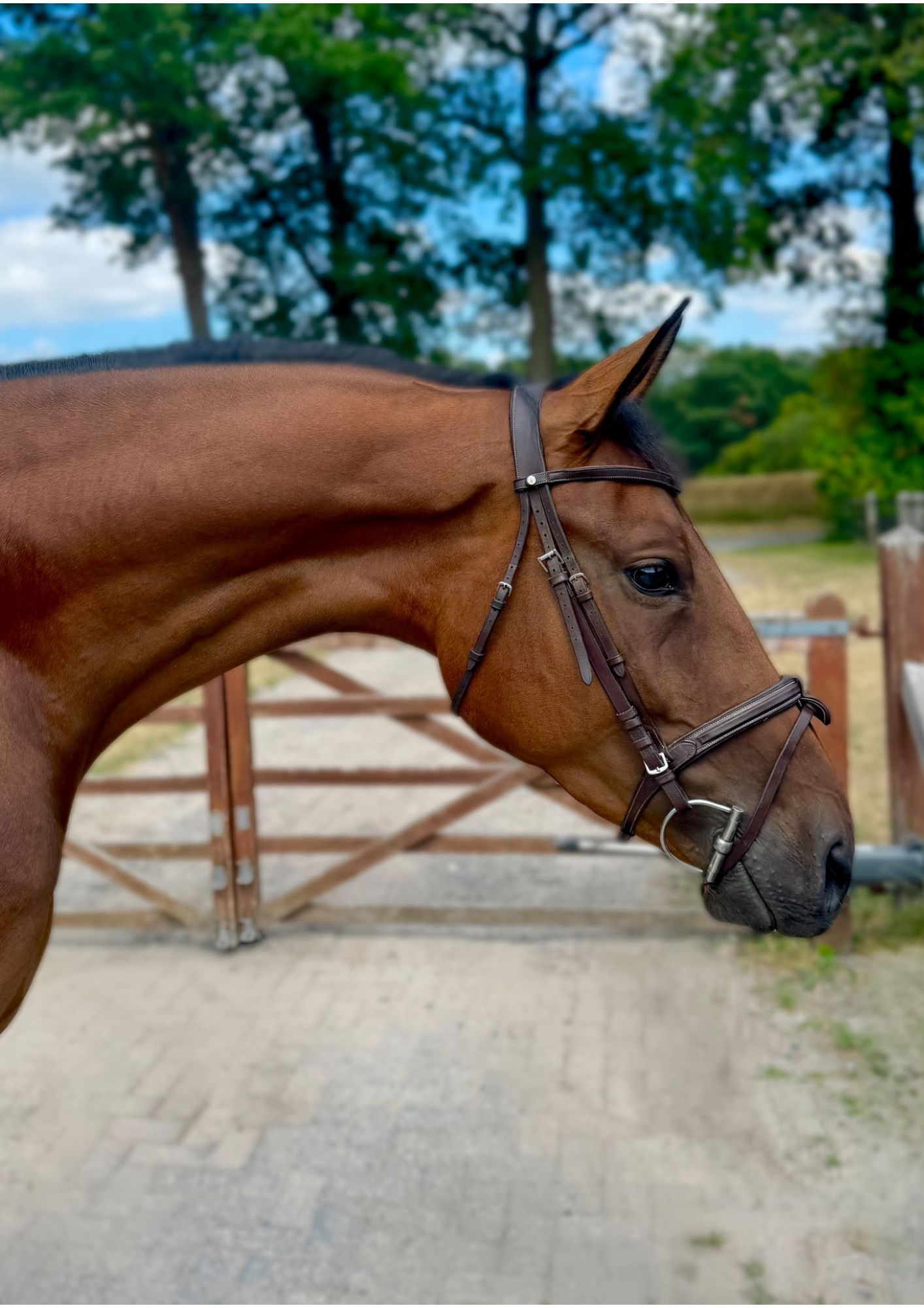 kwpn springpaard merrie 4 anos donkerbruin à venda - Foto 2