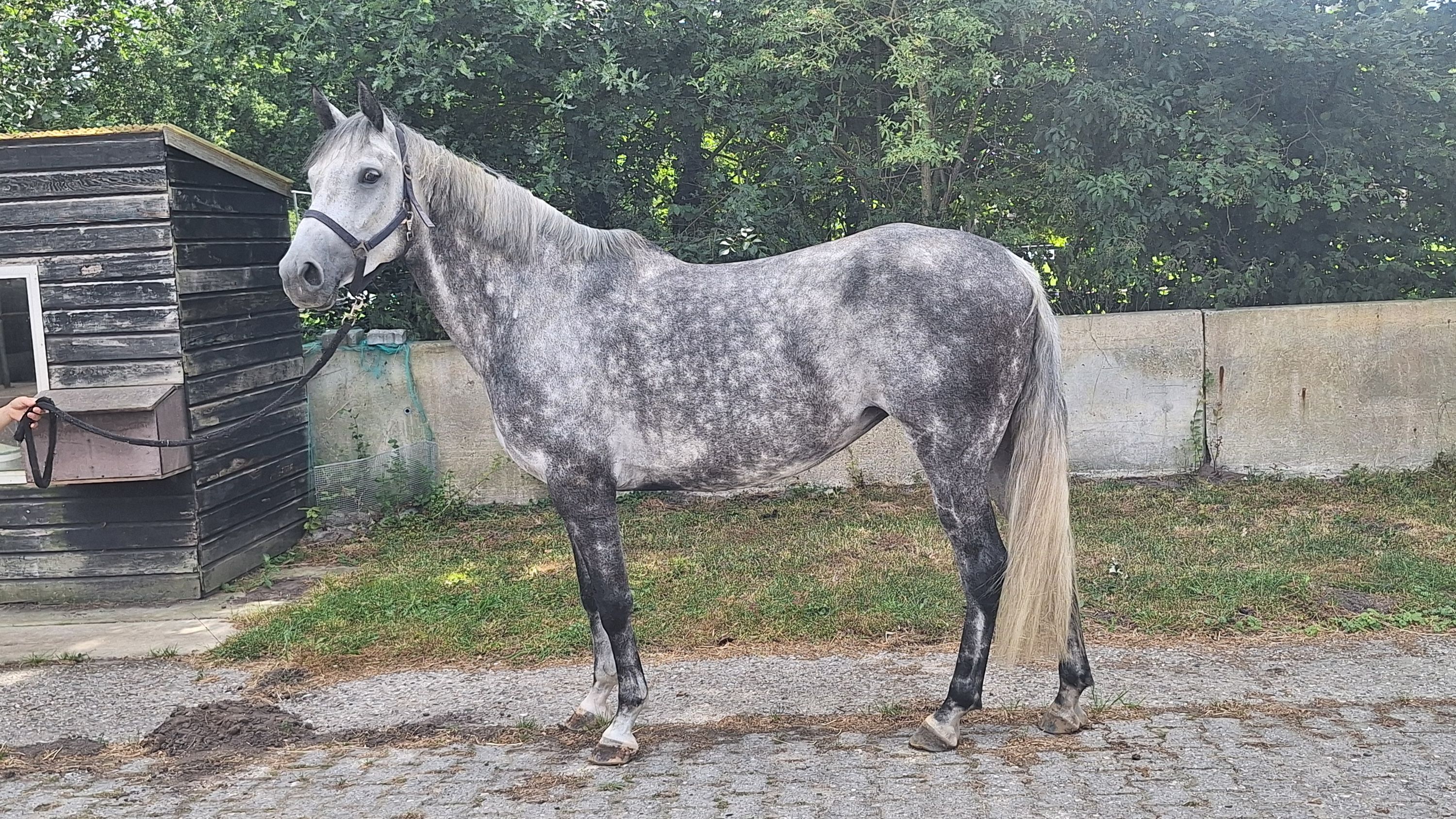 zangersheide springpaard merrie 7 anos schimmel à venda - Foto 2