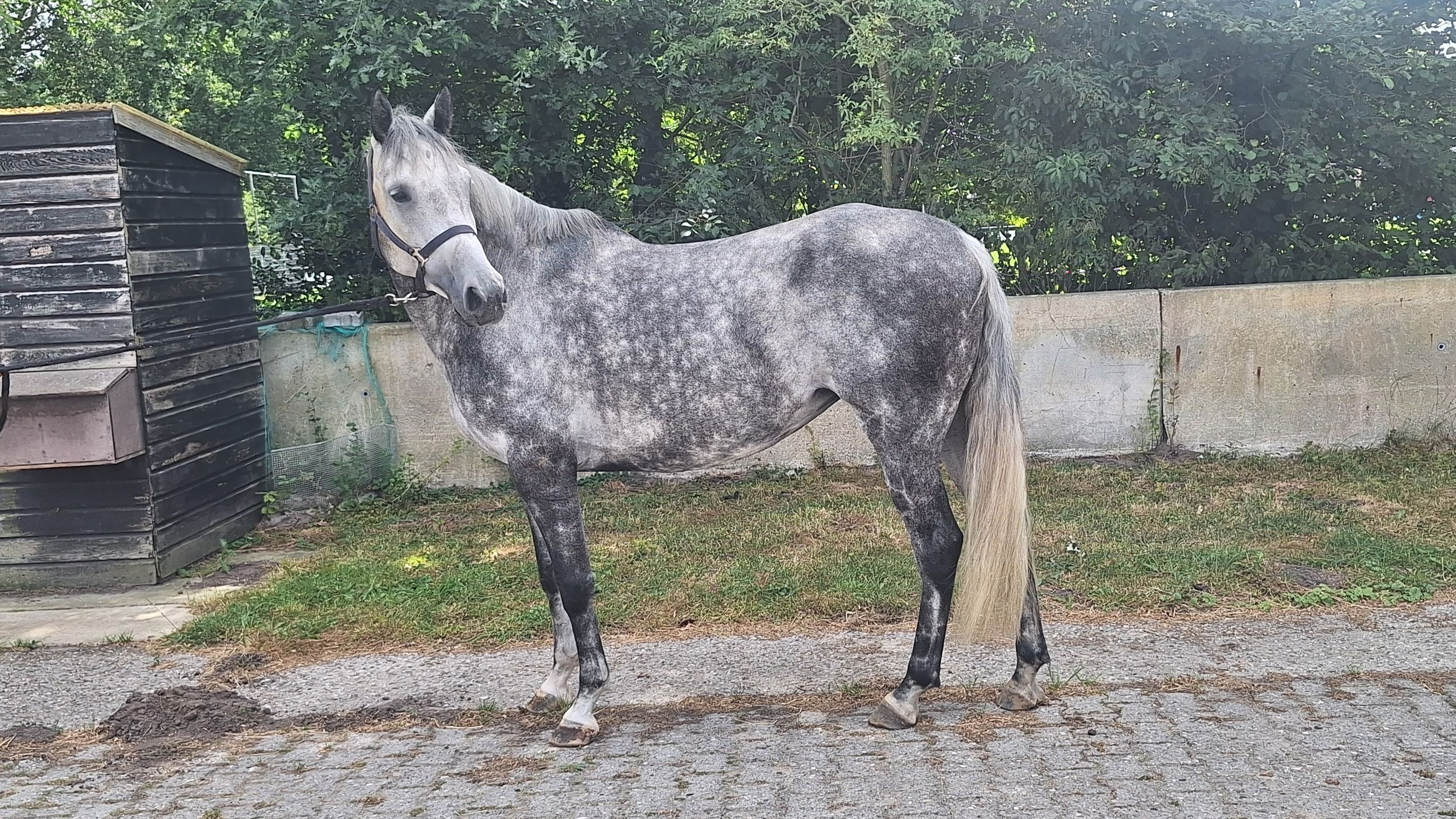 zangersheide springpaard merrie 7 anos schimmel à venda - Foto 3