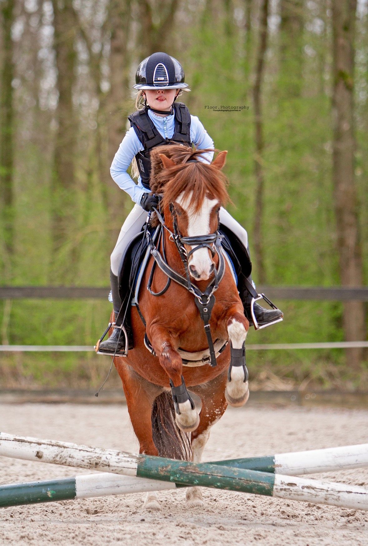 welsh allround-pony merrie 8 Jahre alt vos zu verkaufen - Foto 2