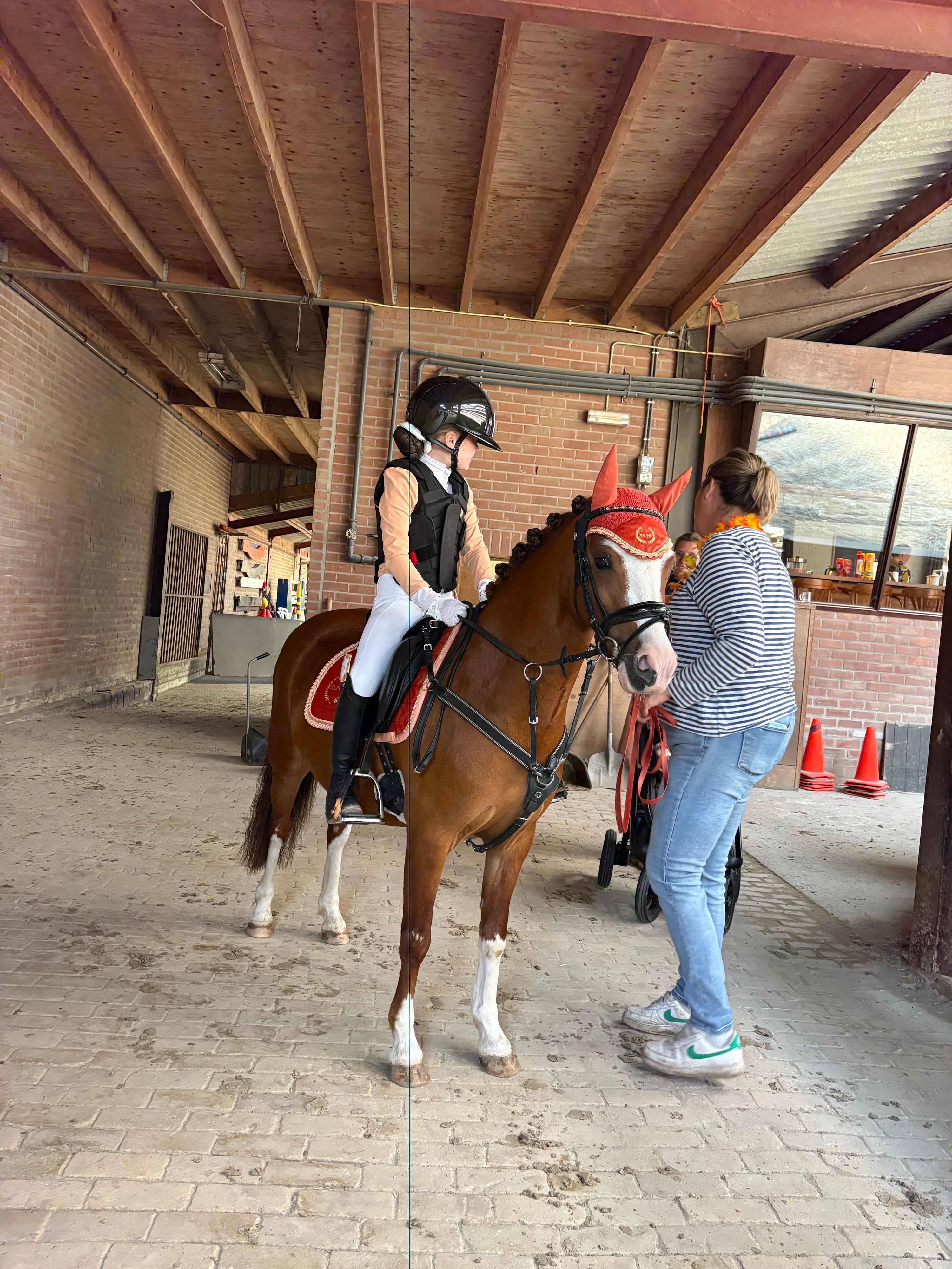welsh allround-pony merrie 8 Jahre alt vos zu verkaufen - Foto 4