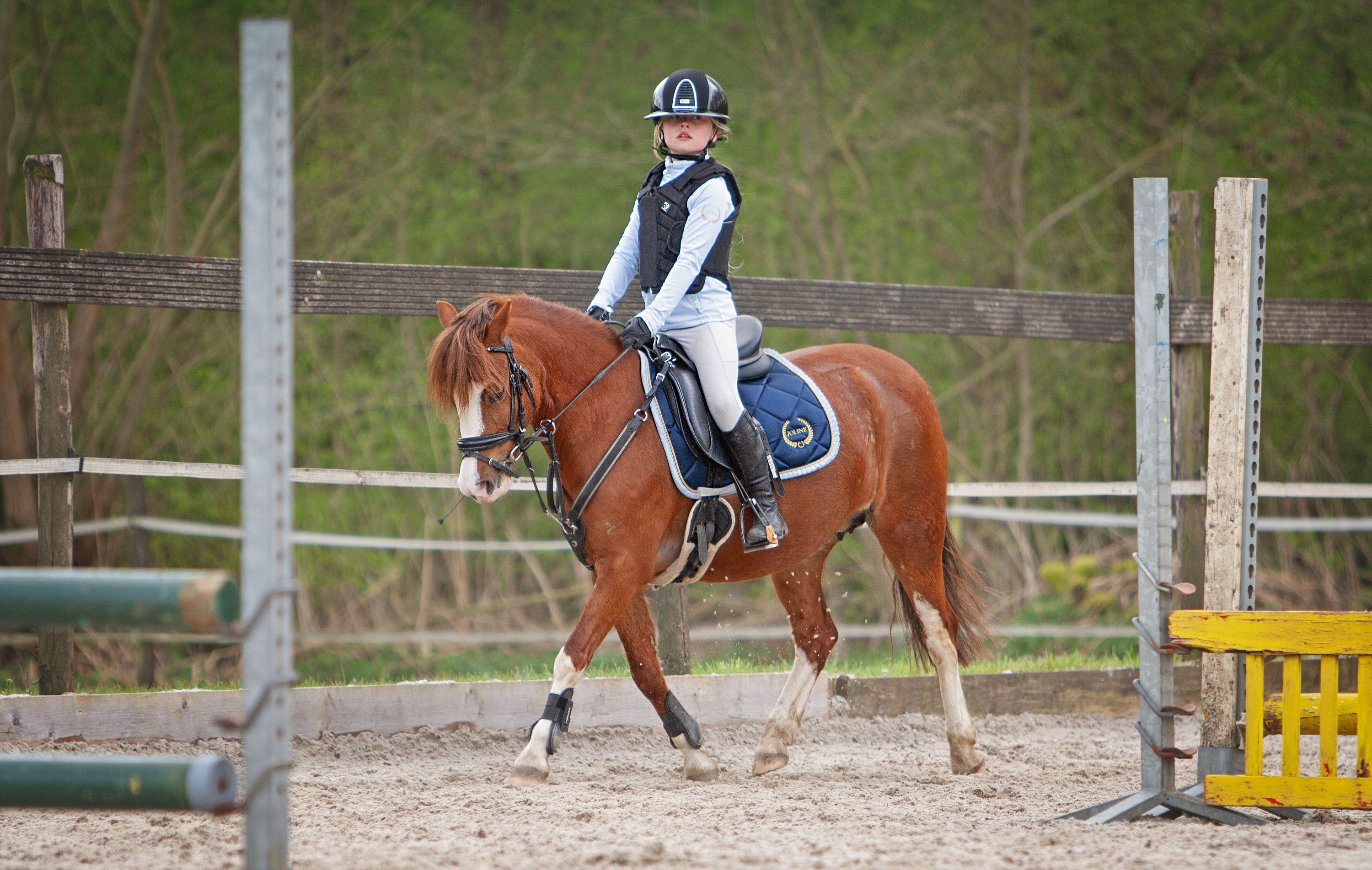 welsh allround-pony merrie 8 Jahre alt vos zu verkaufen - Foto 3