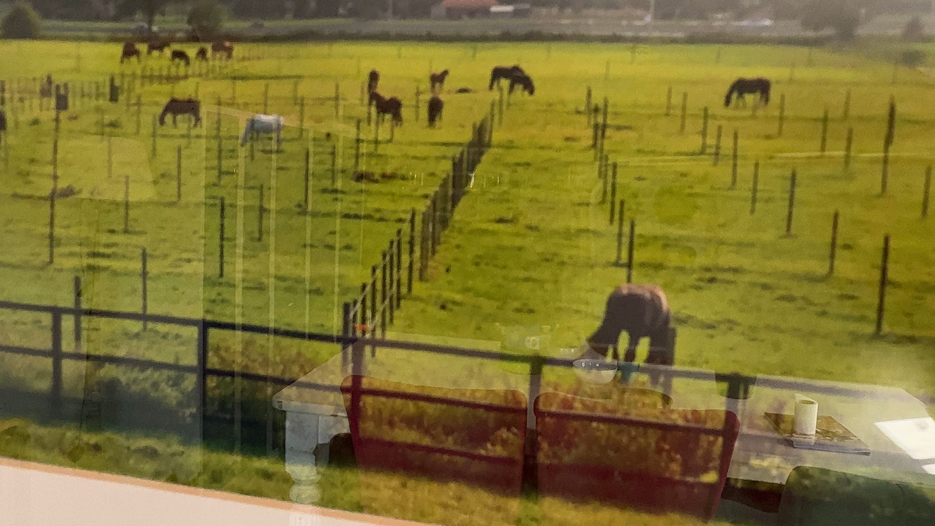 Meerder paardenboxen aangeboden omgeving Amsterdam/Wijdewormer - Foto 2