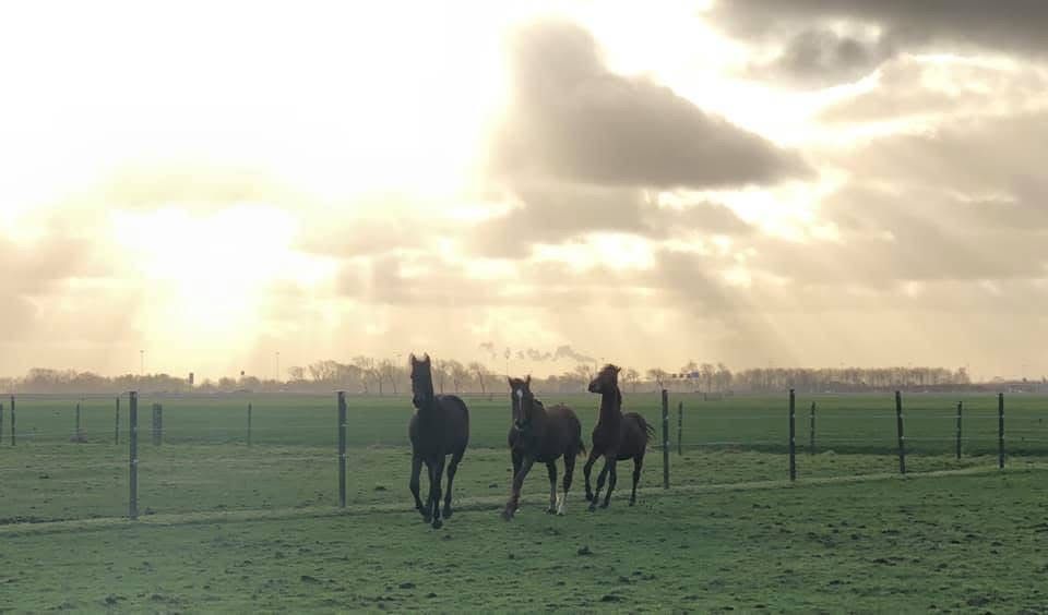 Meerder paardenboxen aangeboden omgeving Amsterdam/Wijdewormer - Foto 4