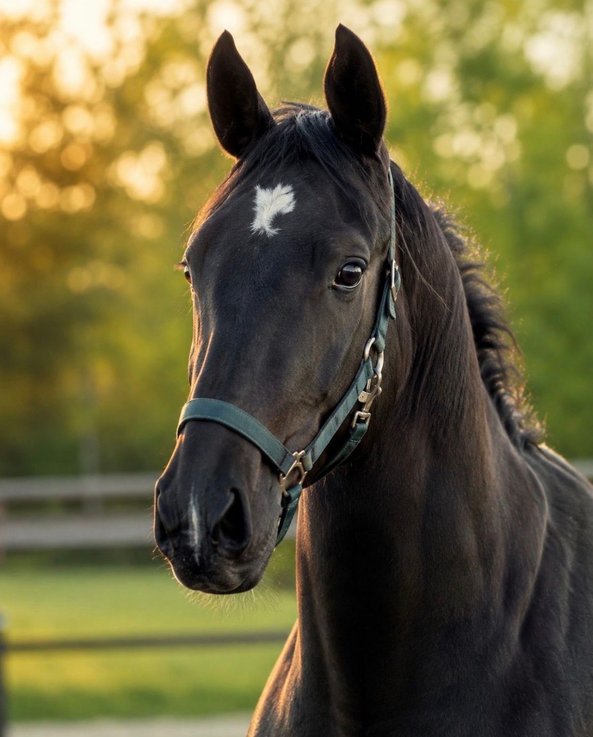 KWPN dressuurpaard Merrie 2 years old Zwart for sale - Photo 3
