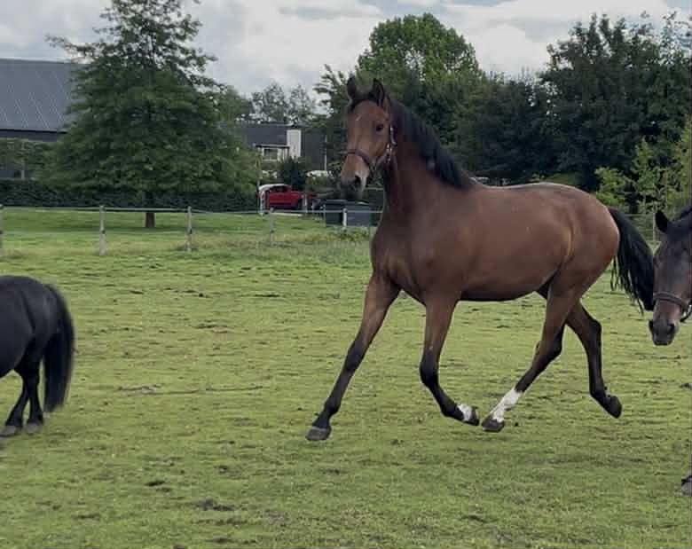 kwpn dressuurpaard merrie 2 år bruin til salg - Foto 2