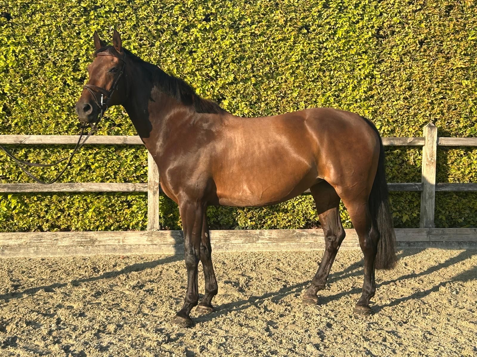 zangersheide springpaard merrie 11 Jahre alt donkerbruin zu verkaufen - Foto 2