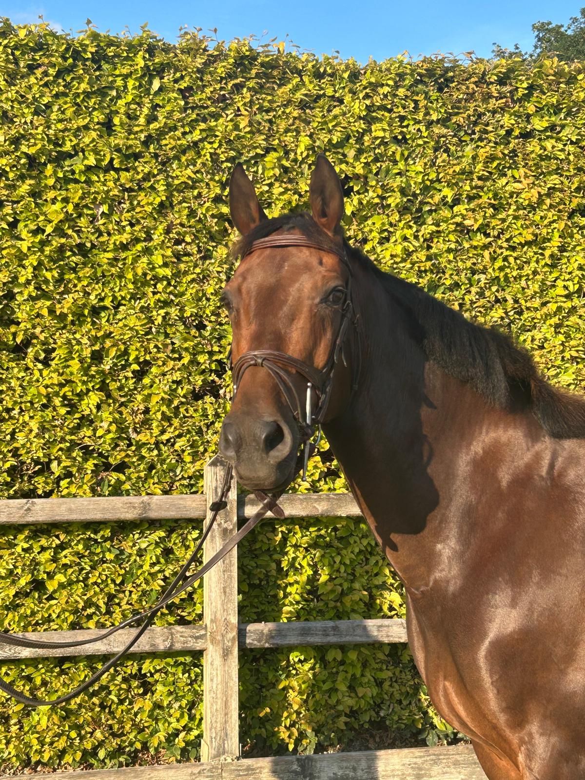 zangersheide springpaard merrie 11 Jahre alt donkerbruin zu verkaufen - Foto 3